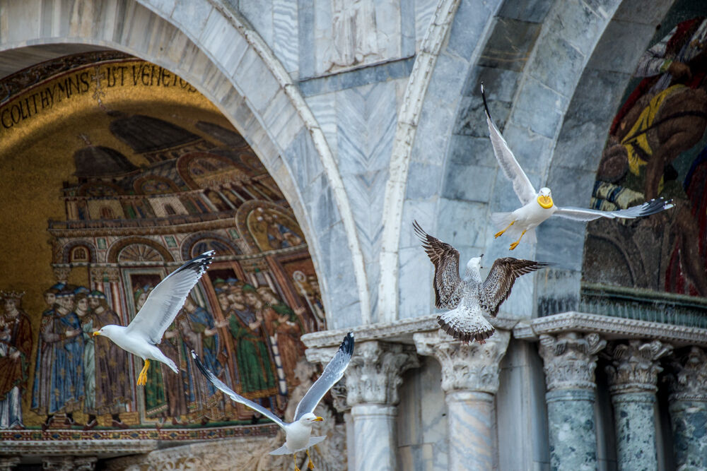 The Seagulls of St. Mark