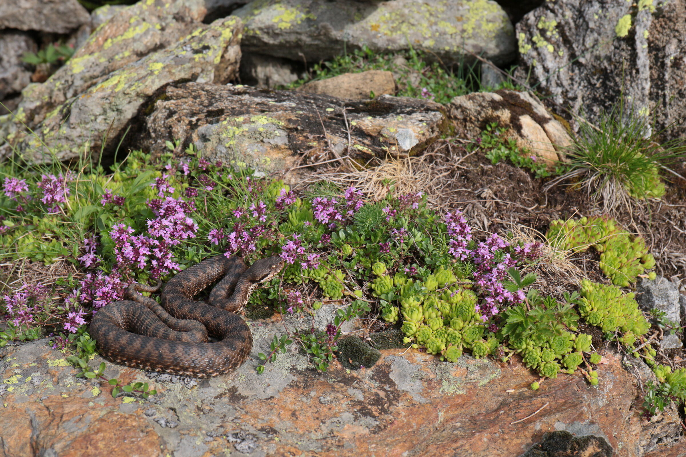 Vipera aspis aspis ex atra, femmina