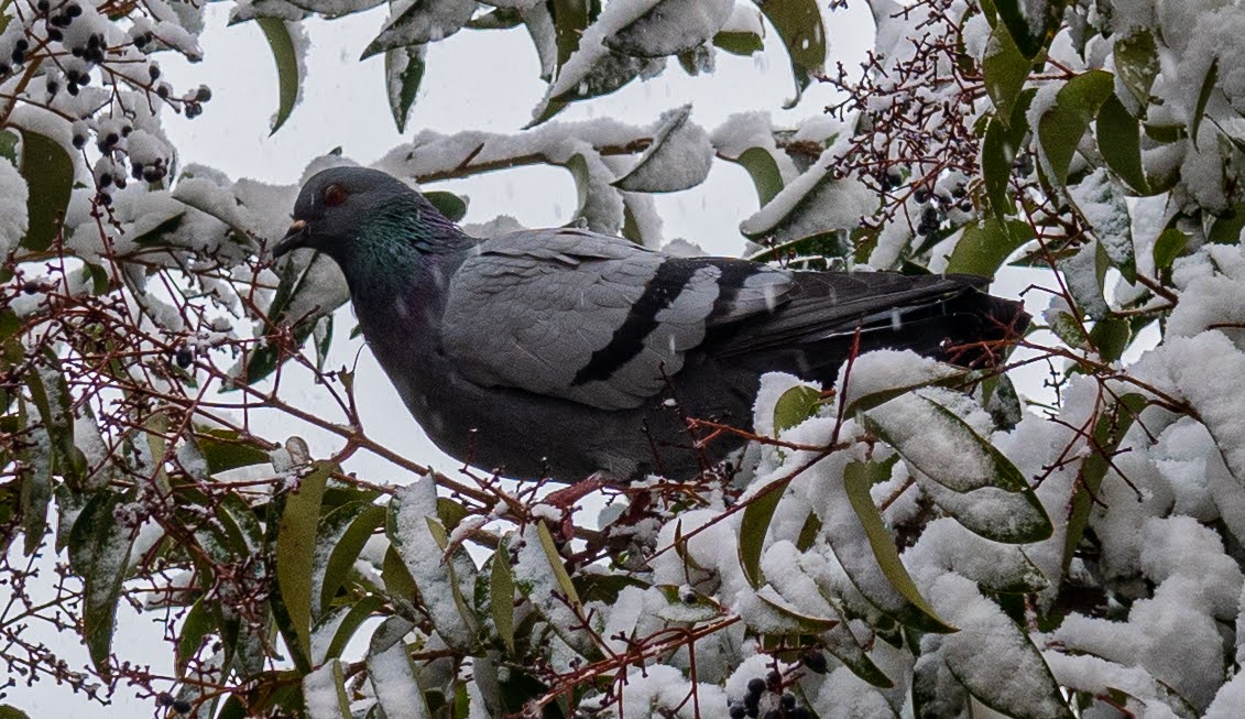 Dove