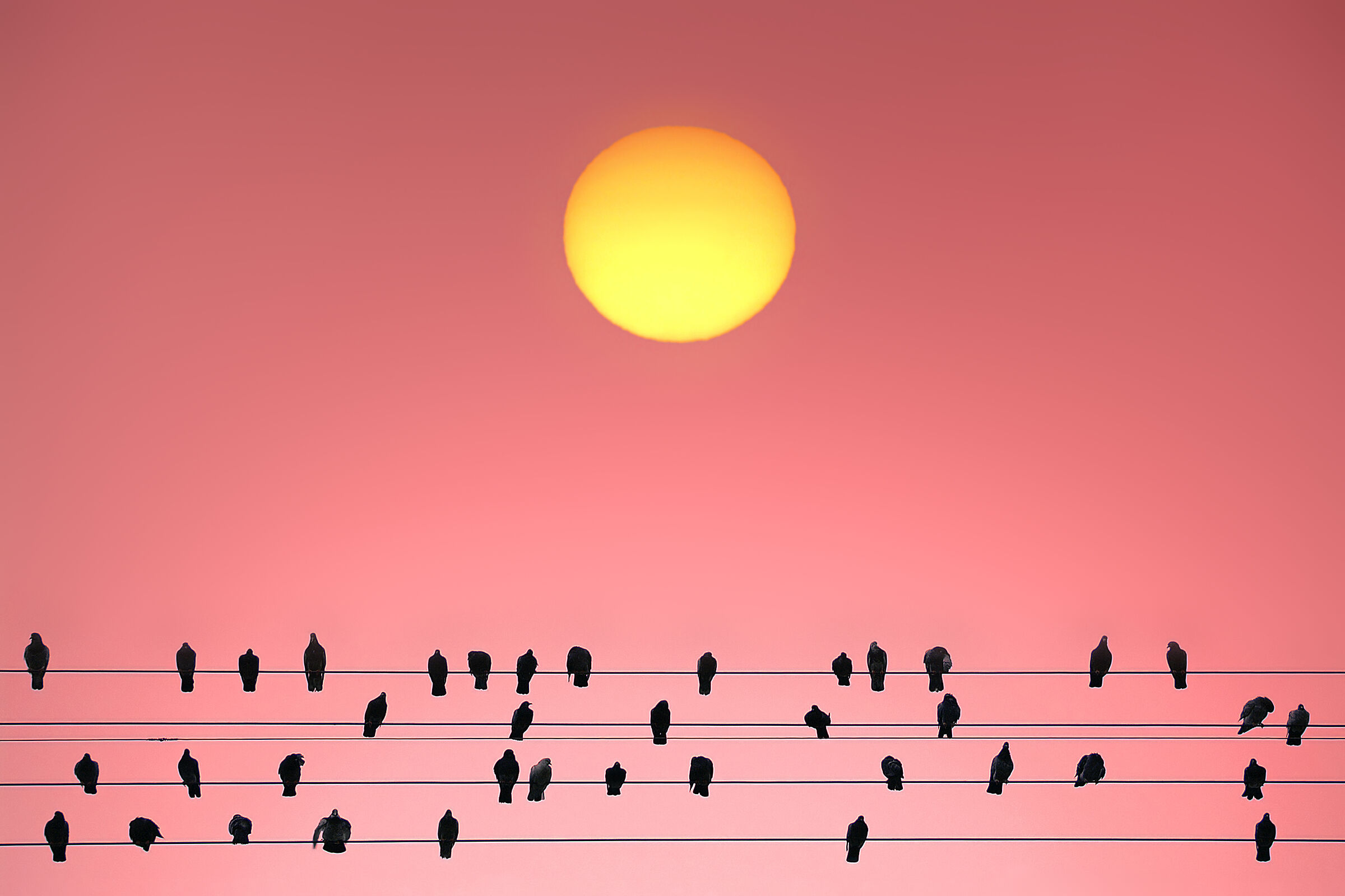 ~~ La Sonata del Sole ~~