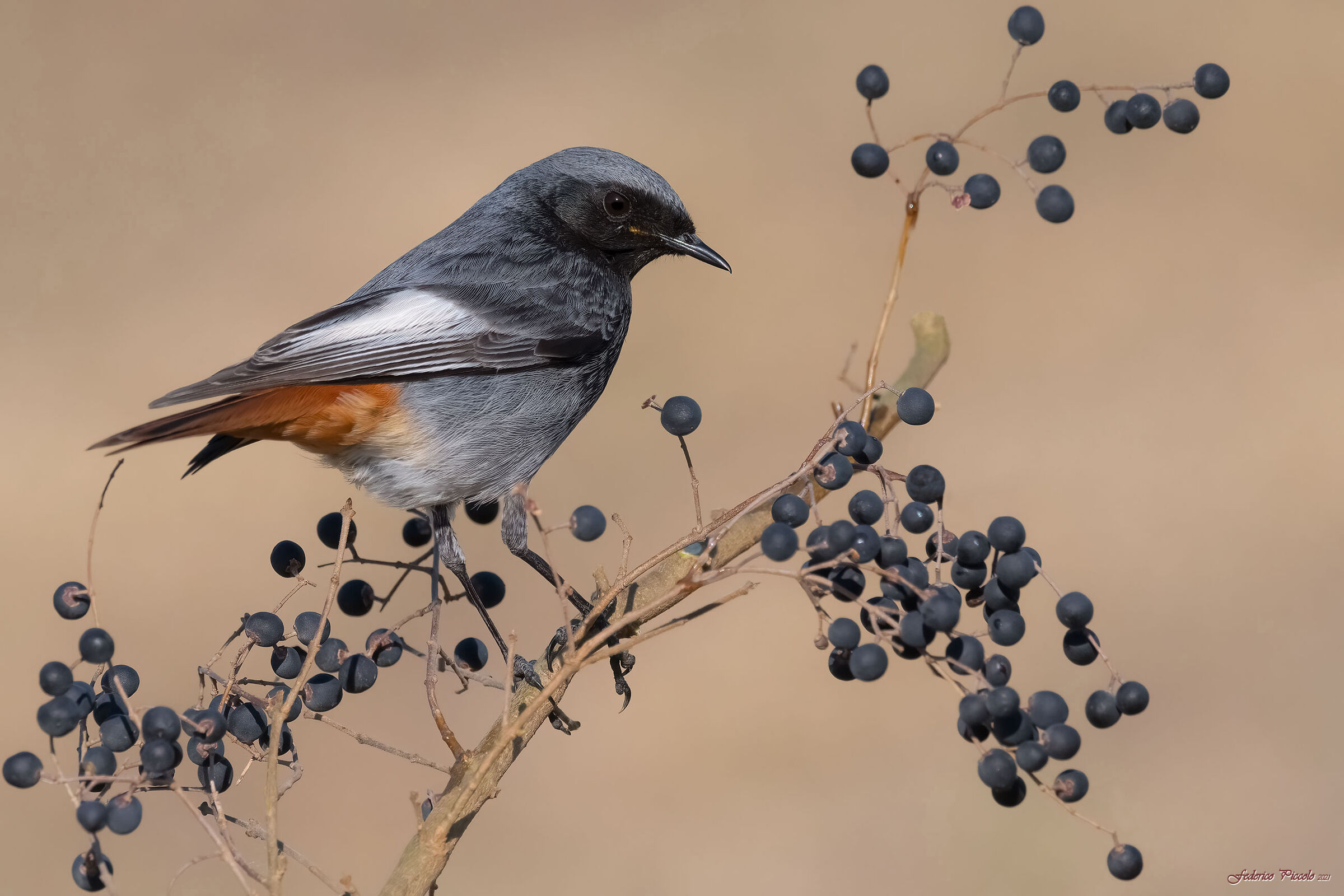 Codirosso spazzacamino