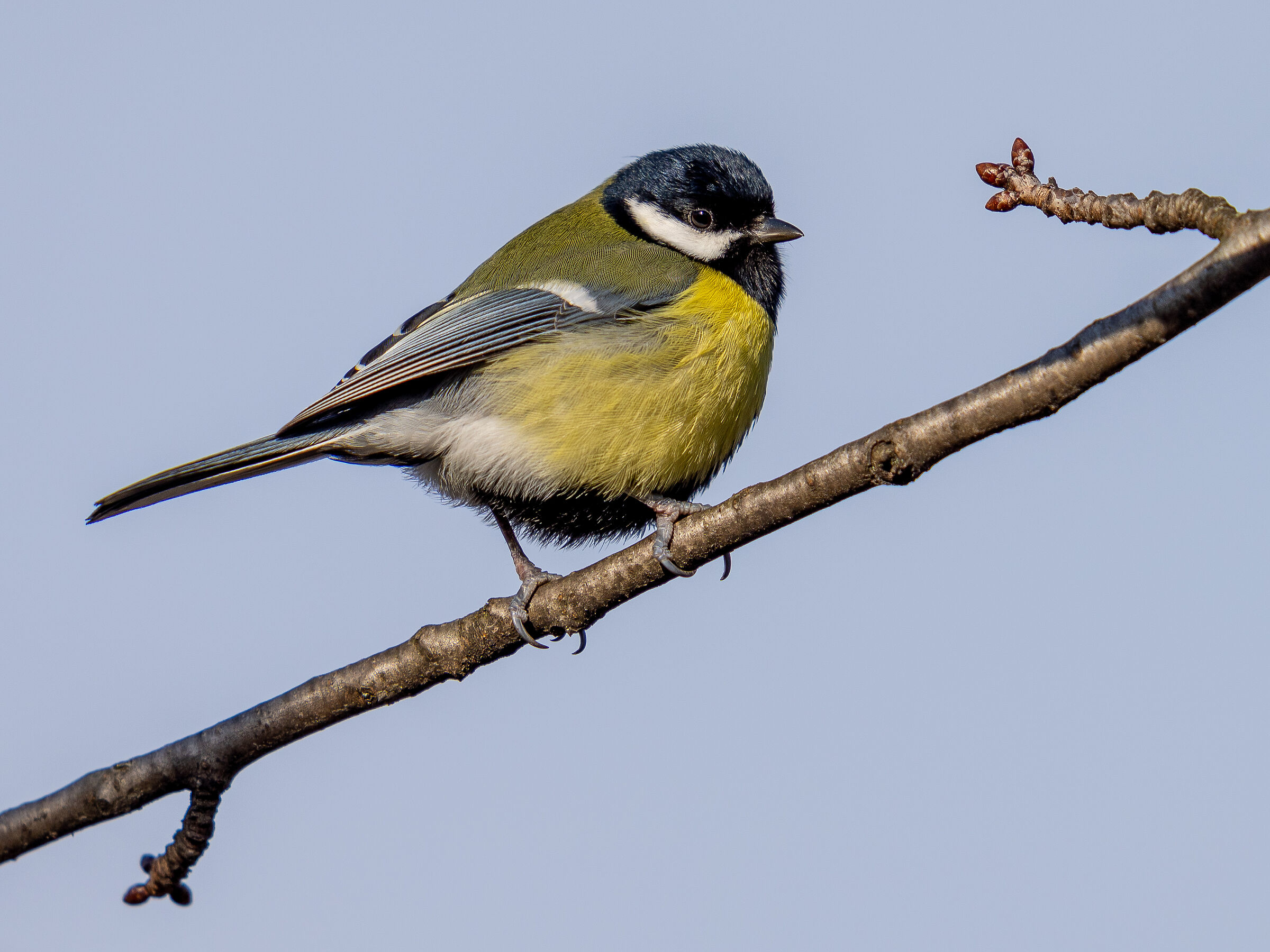 Cinciallegra (Parus major) 13.02.21 (MI)