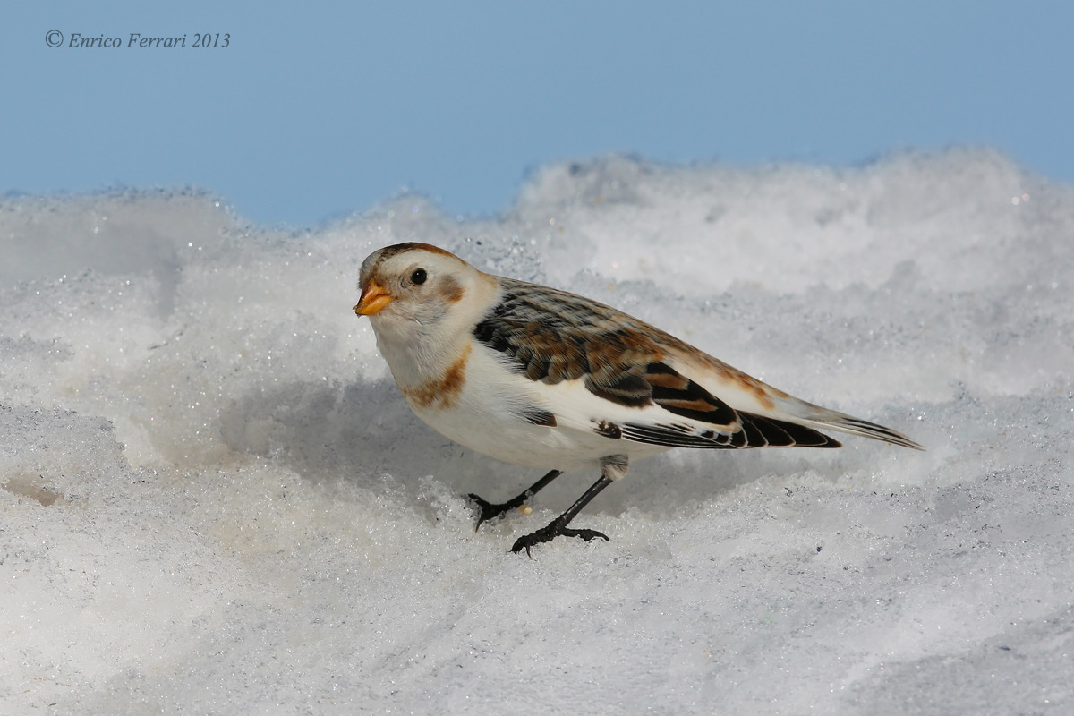 Snow Bunting II