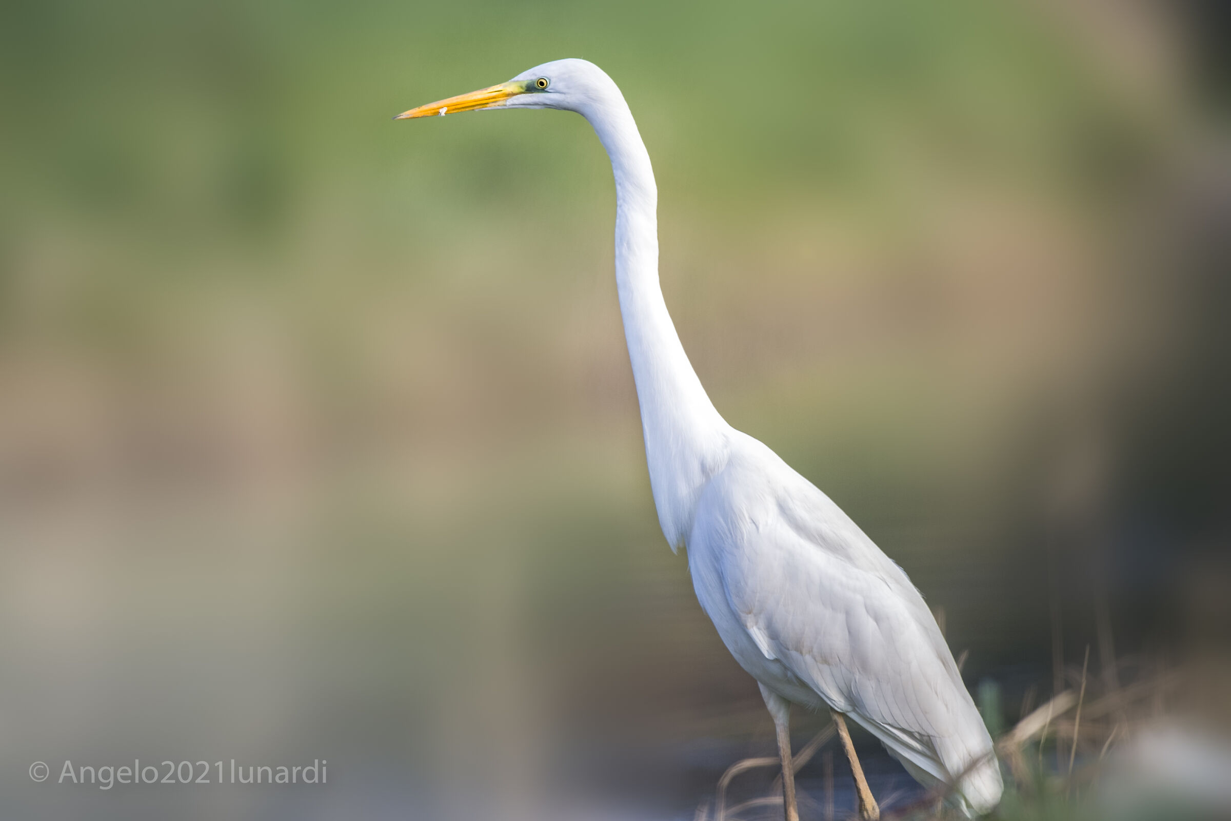 Airone Bianco maggiore