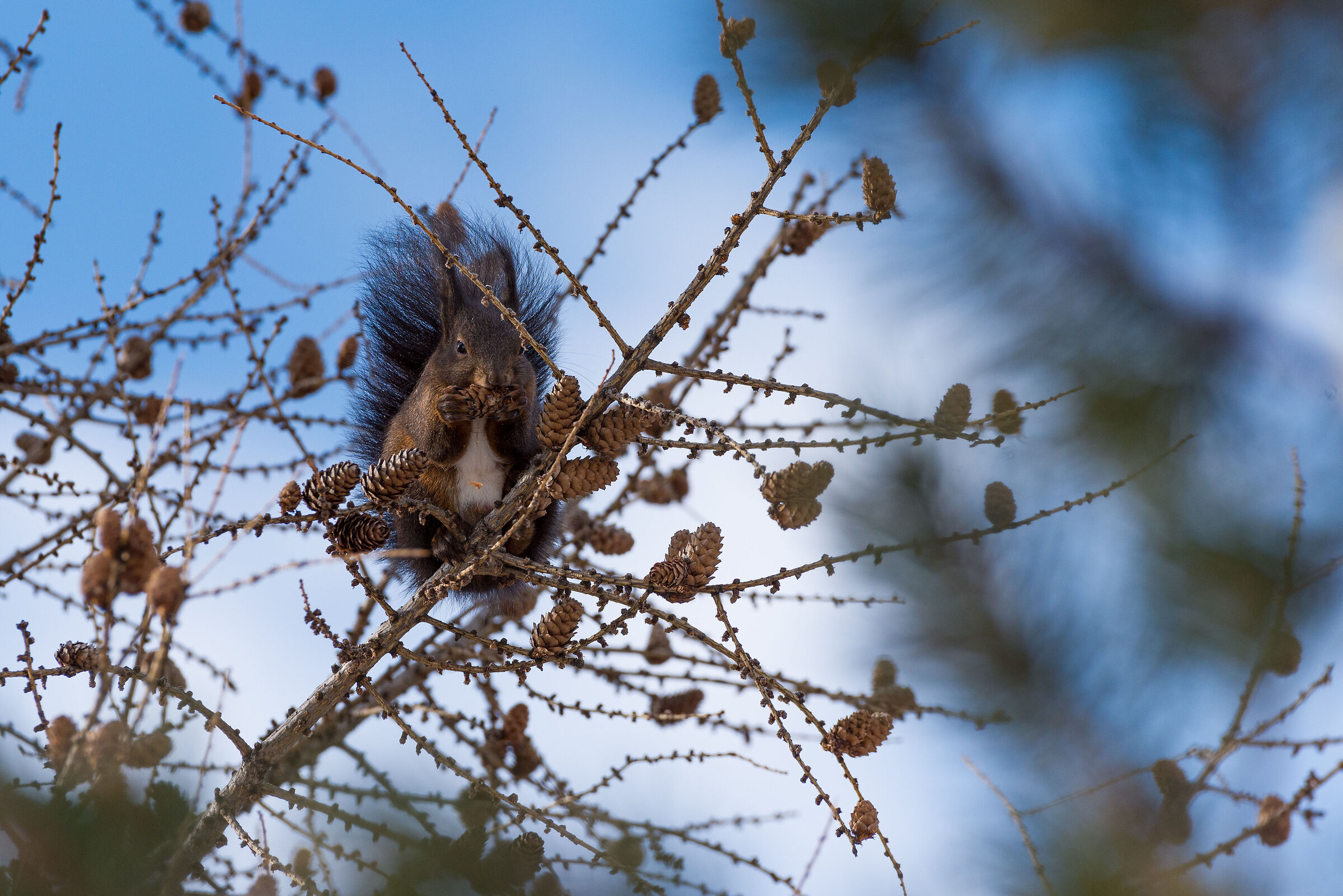 Squirrel