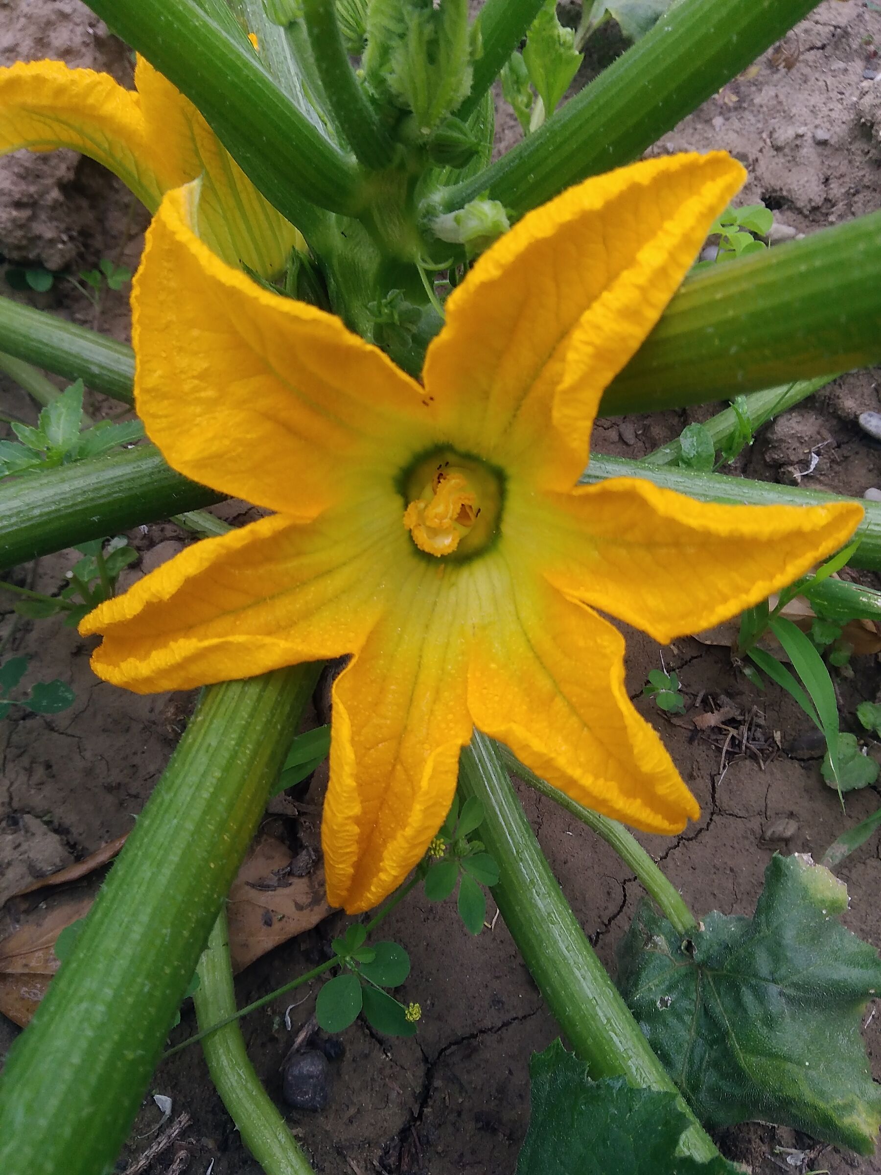 Fiore di zucchine