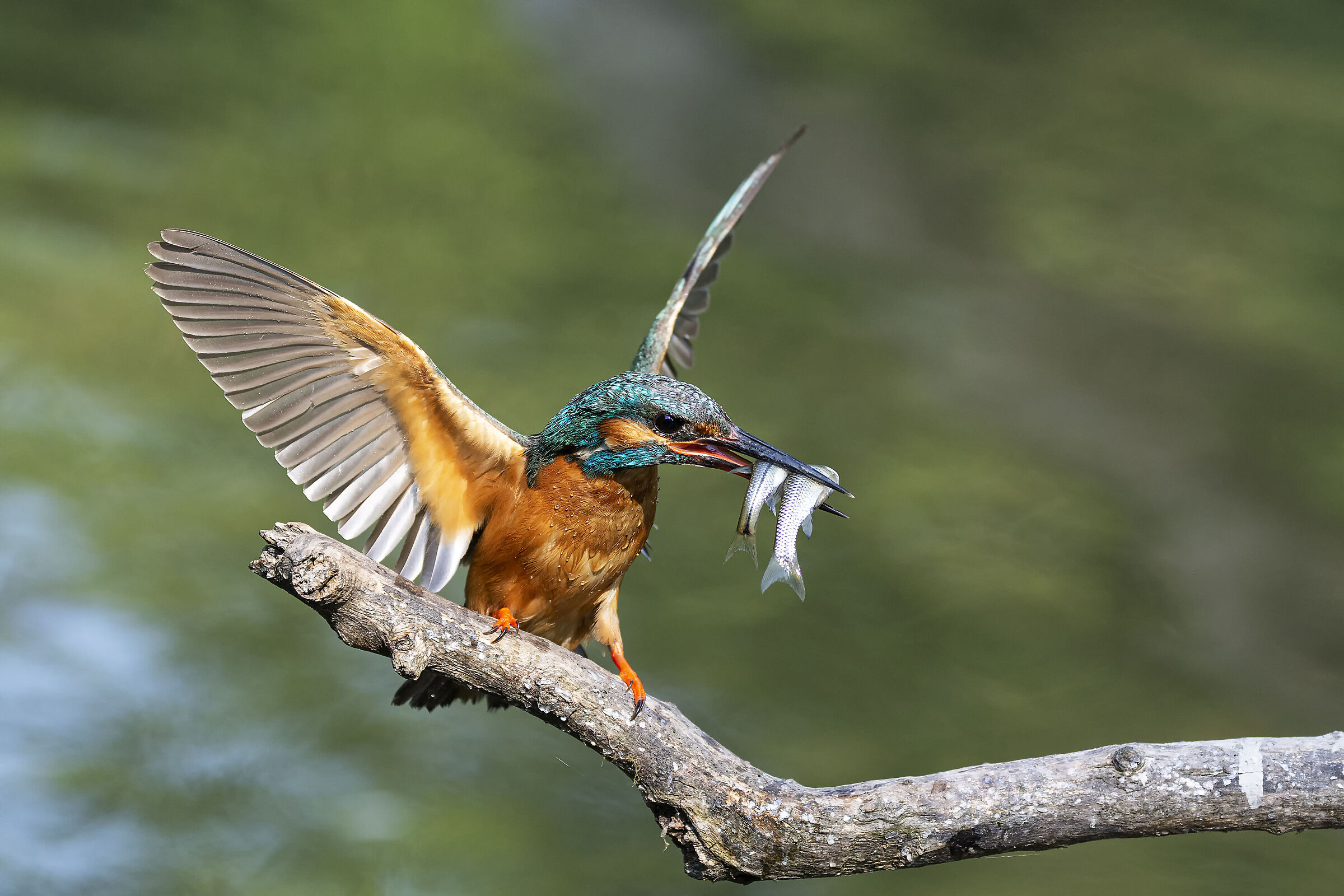 Kingfisher - Double Prey