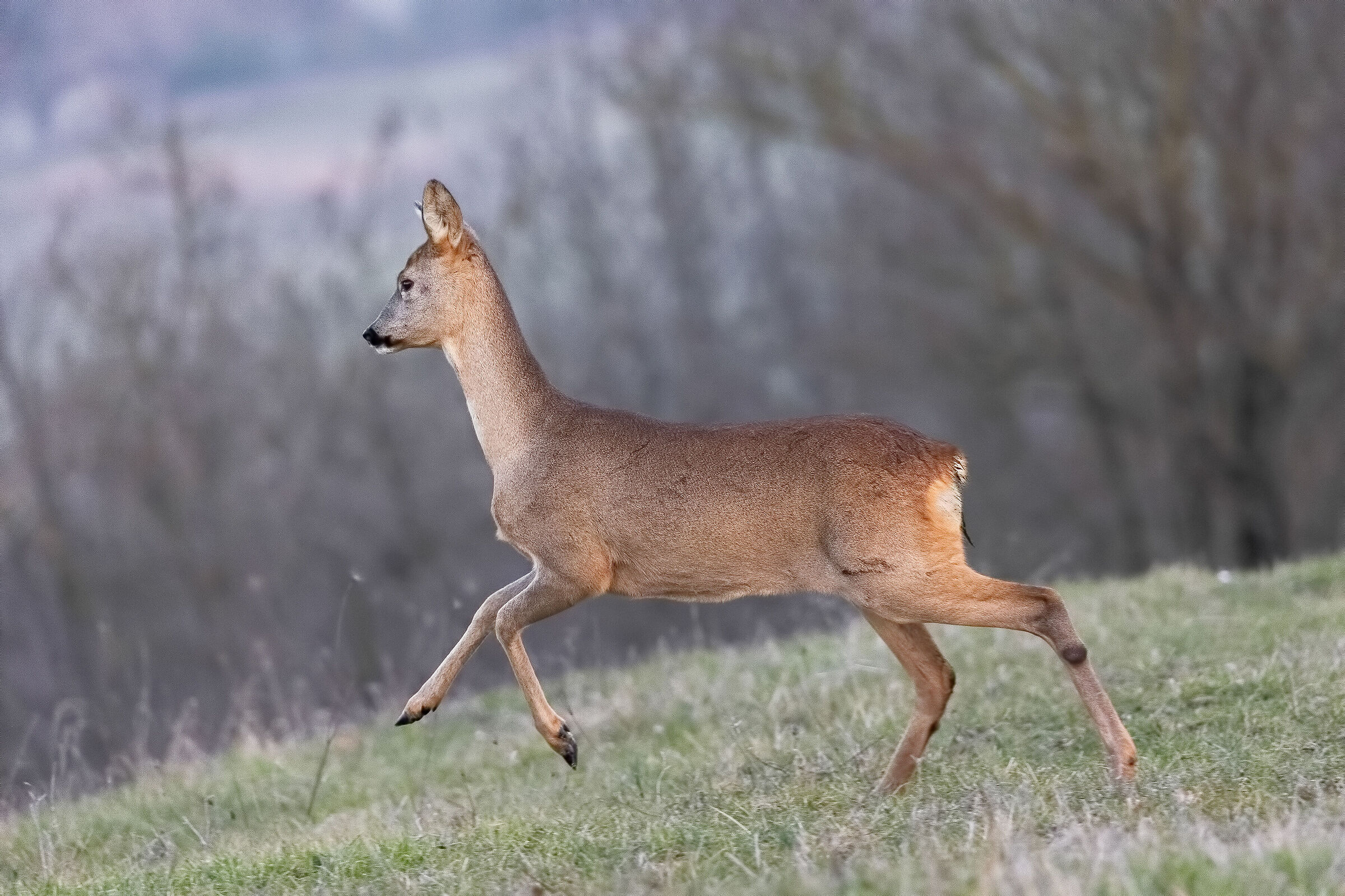 Capriolo