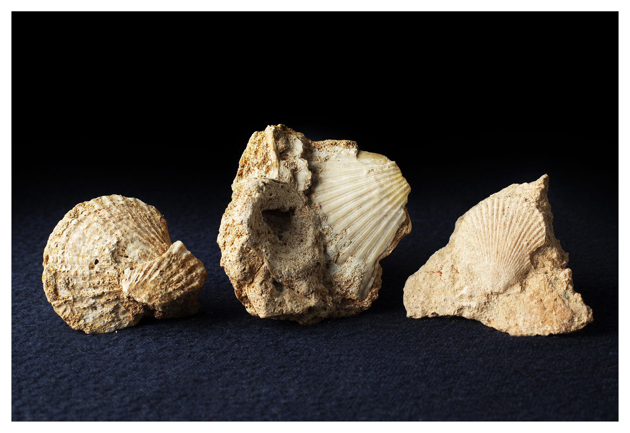 Very dramatic fossil shells!