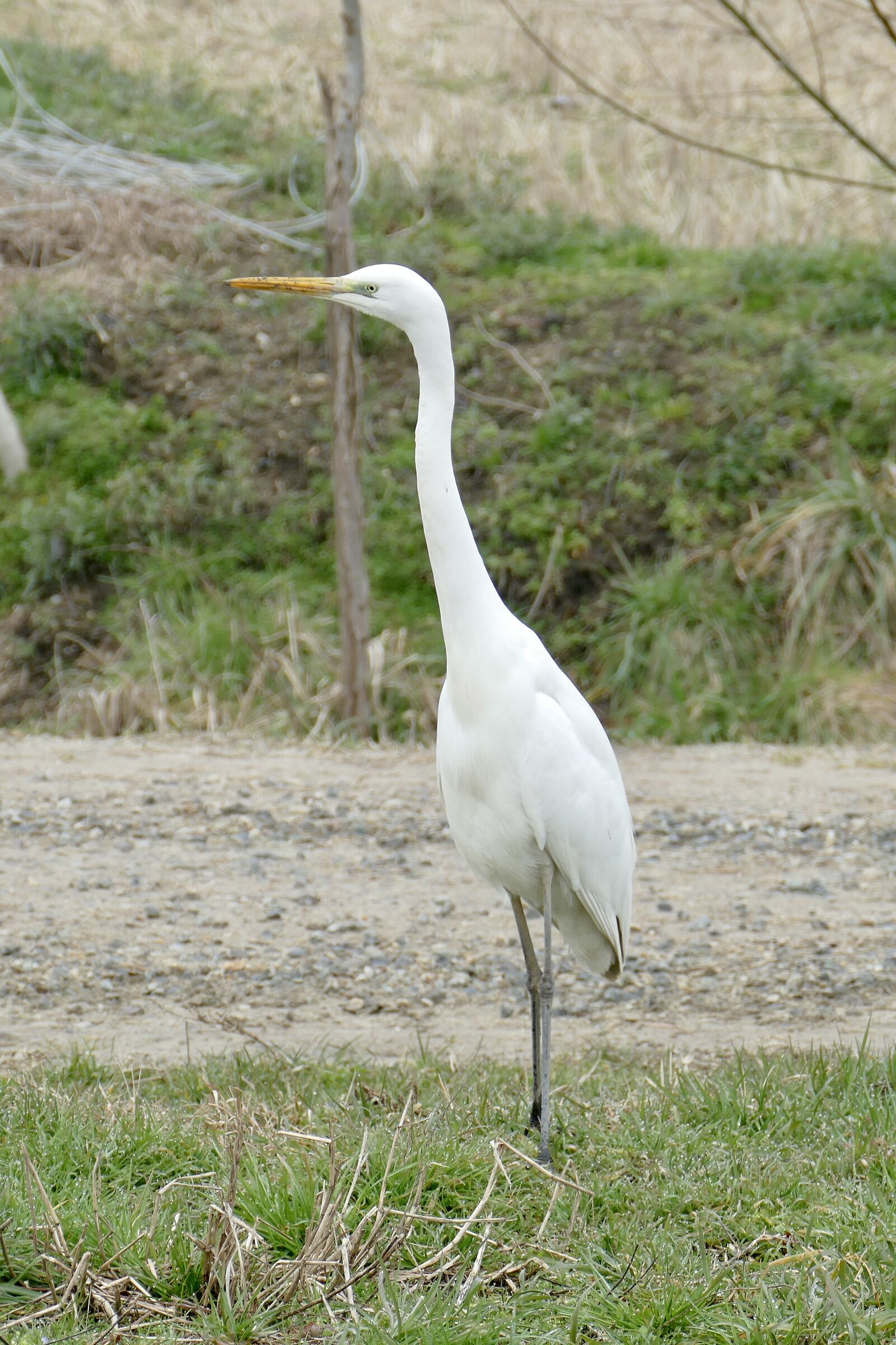 Heron