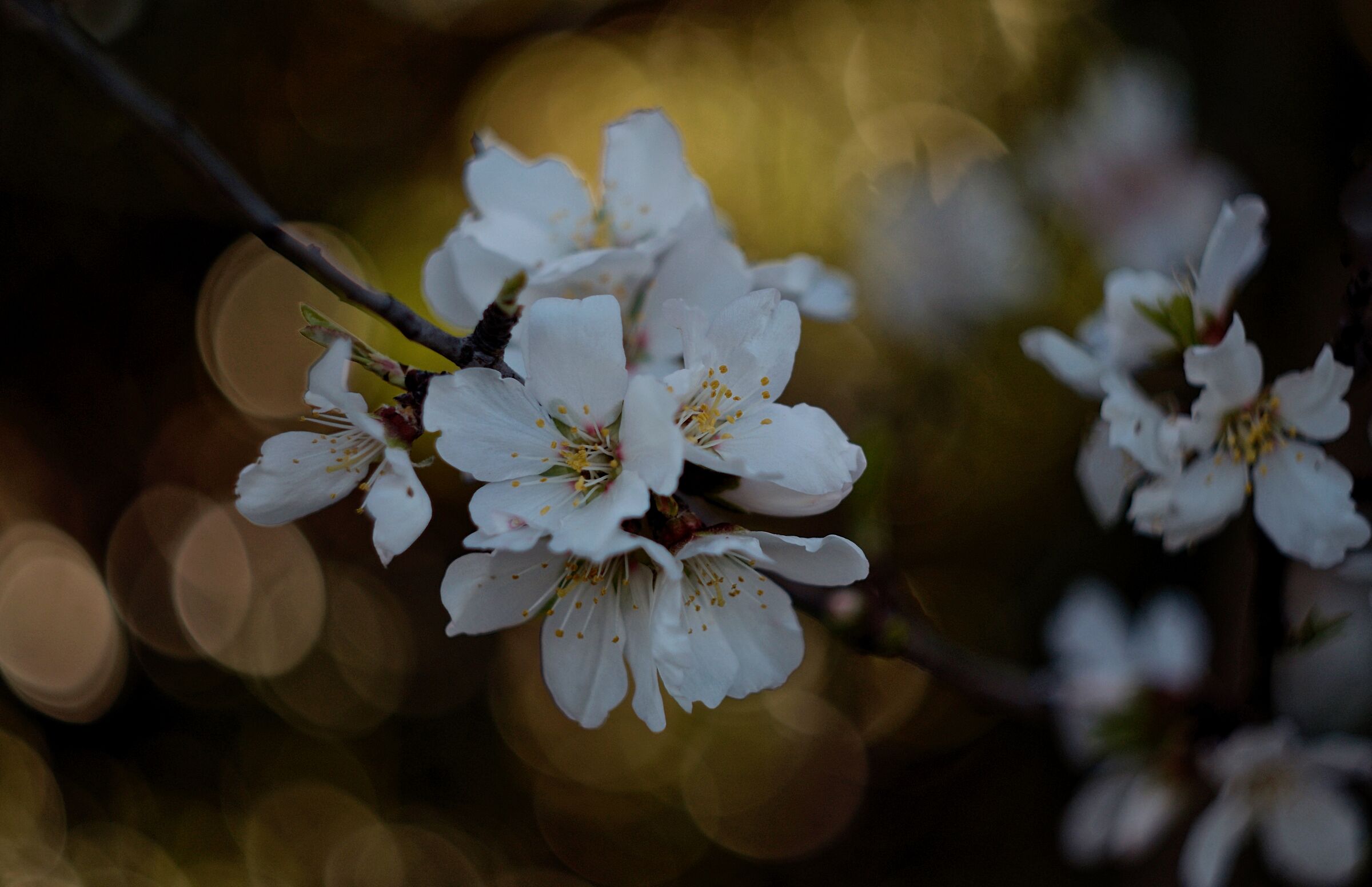 Fiore di Prugna Selvatica