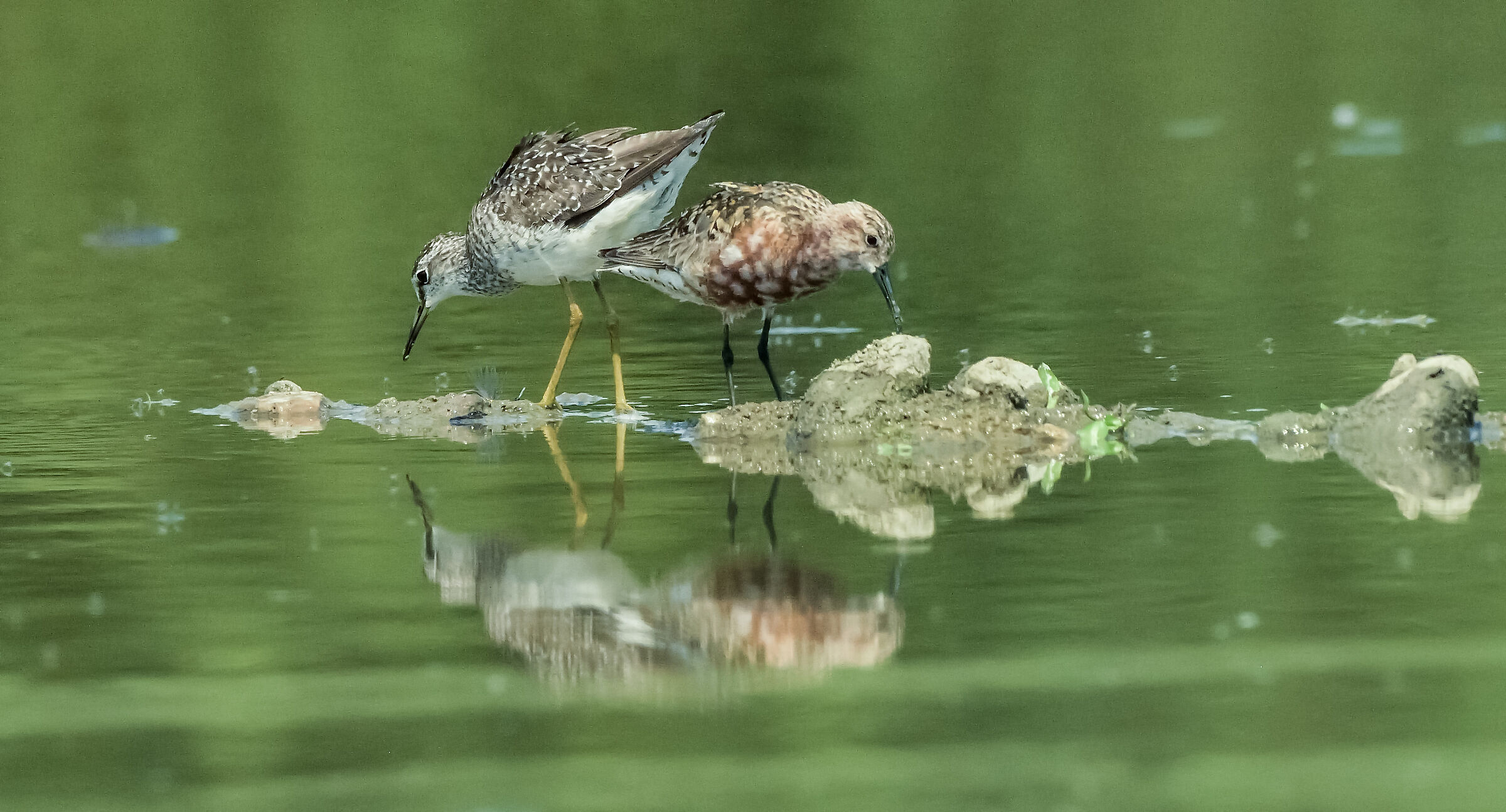cavalierino con piovanello comune