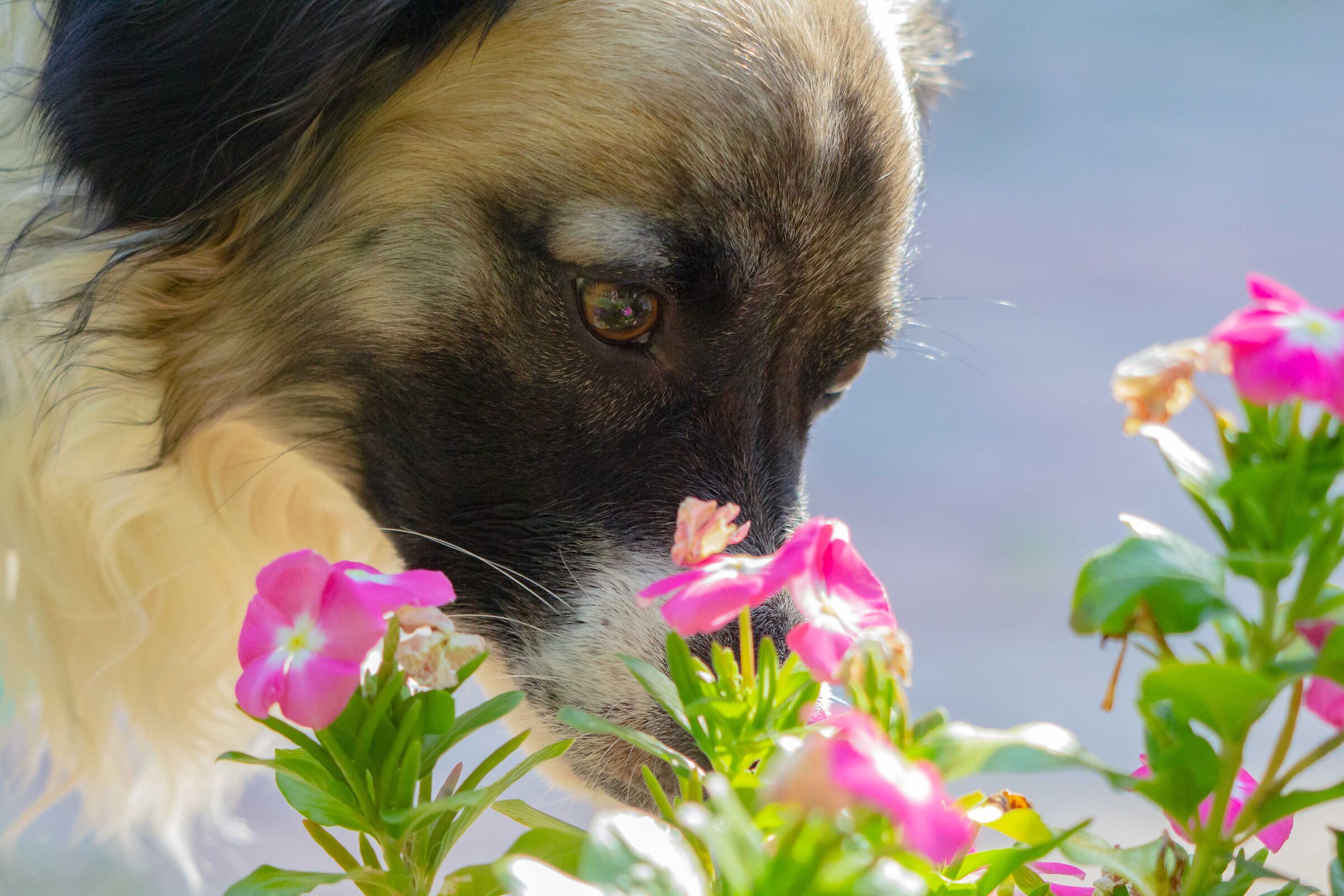 What a good smell these flowers!
