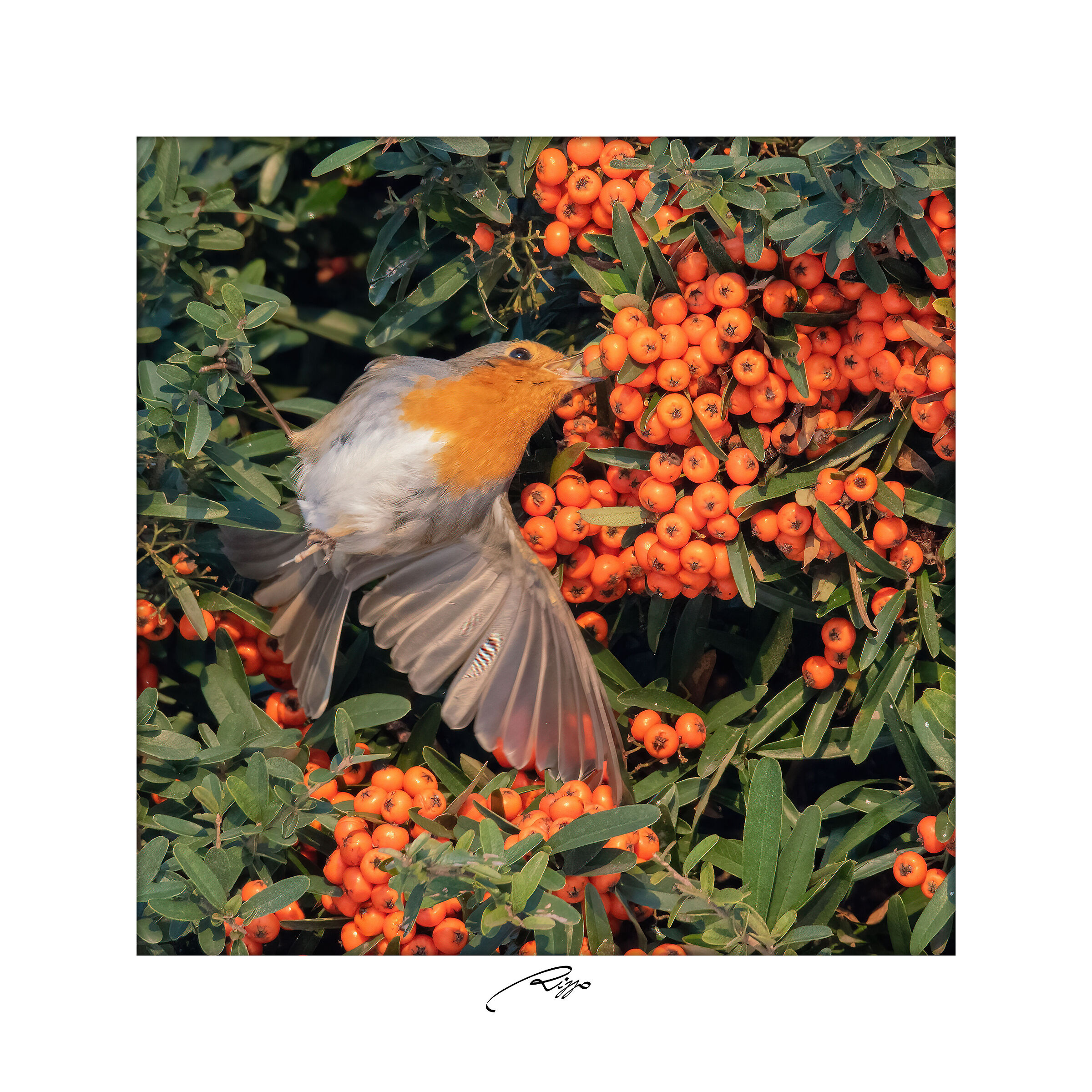 (petti)rosso di sera, bel tempo si spera!