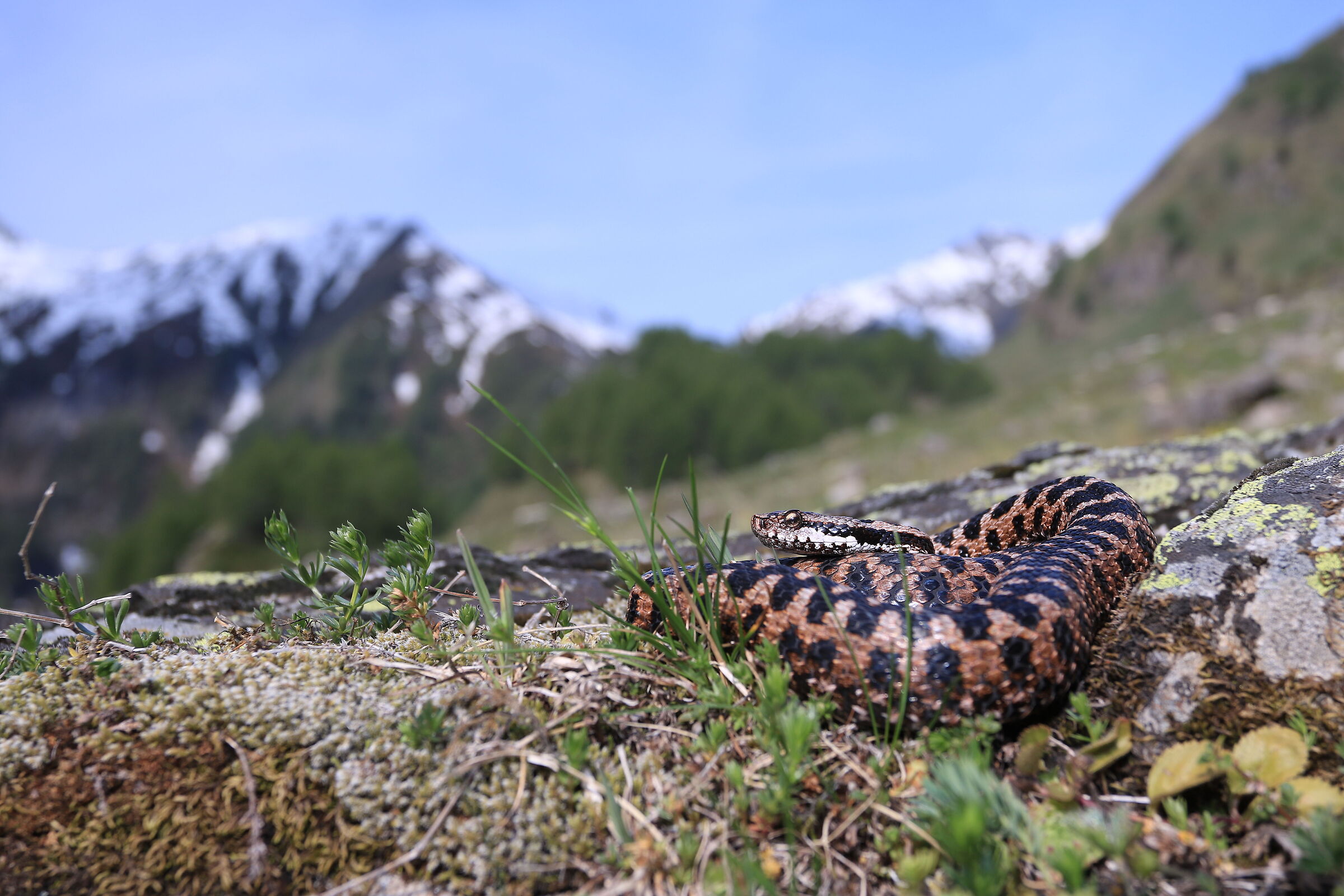 Vipera aspis aspis ex atra, maschio