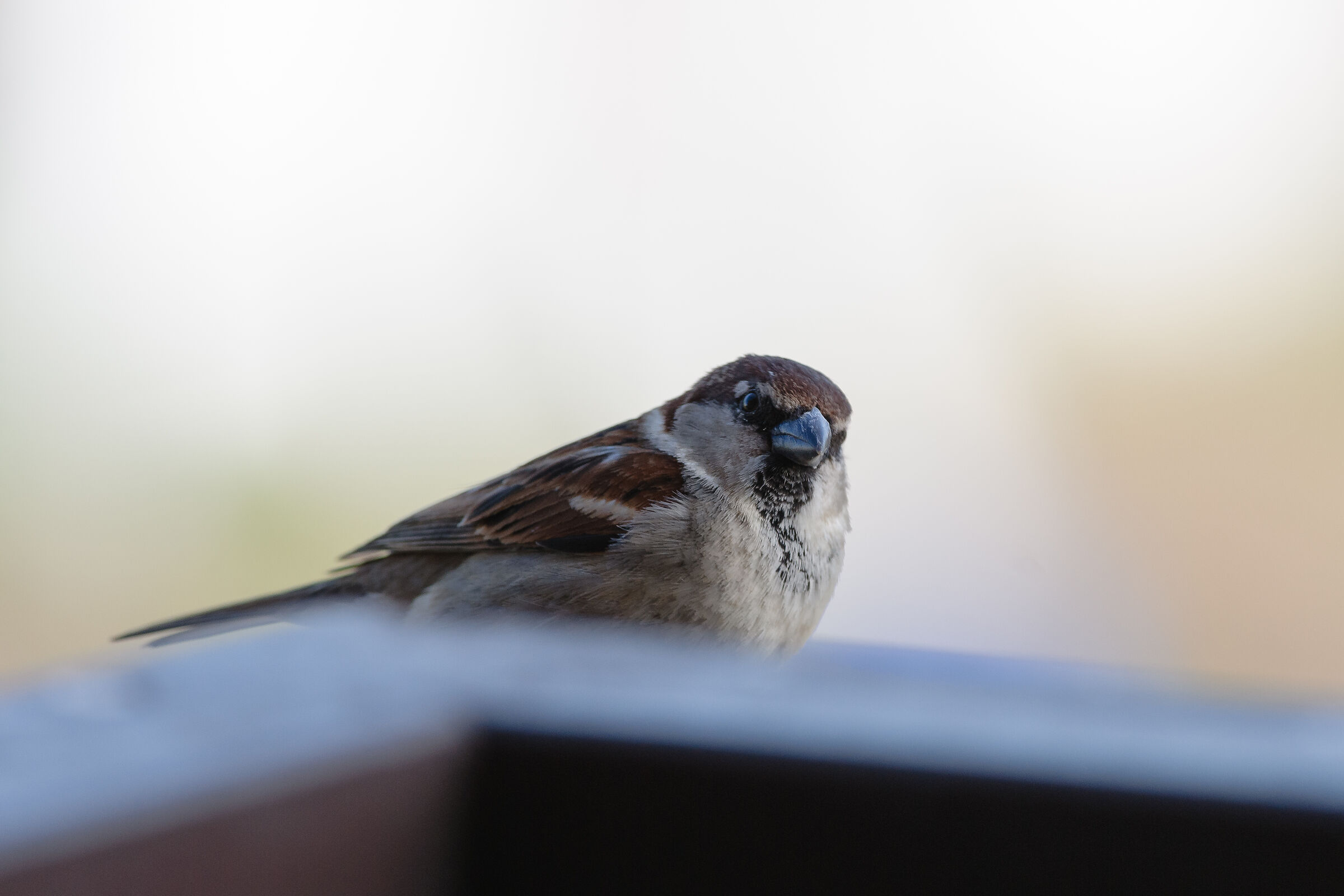 Sparrow