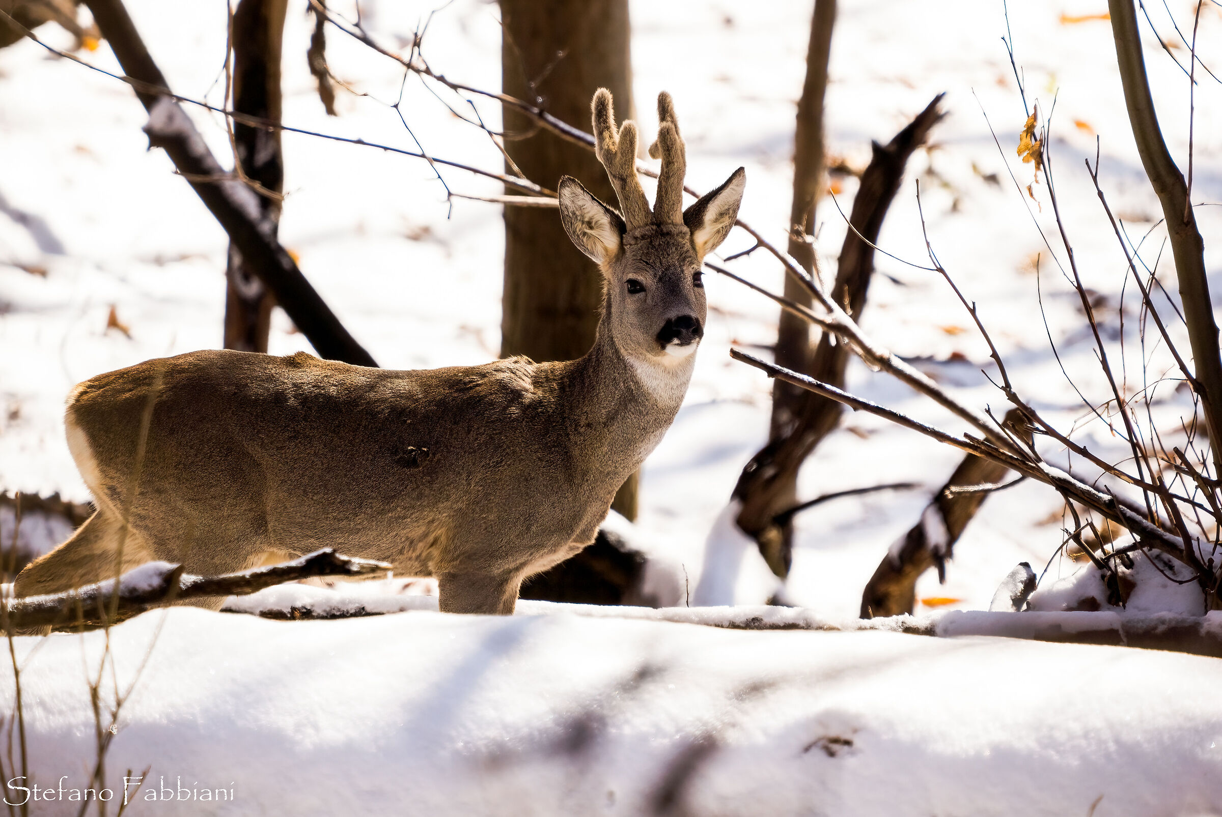 Roe deer in the snow