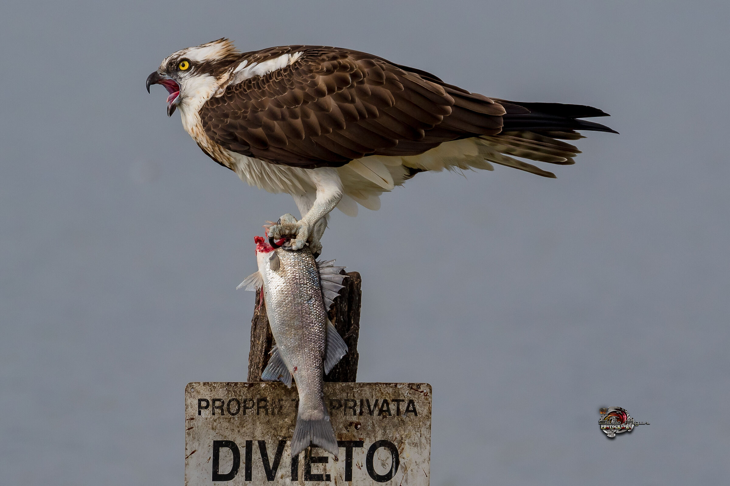 Falco pescatore