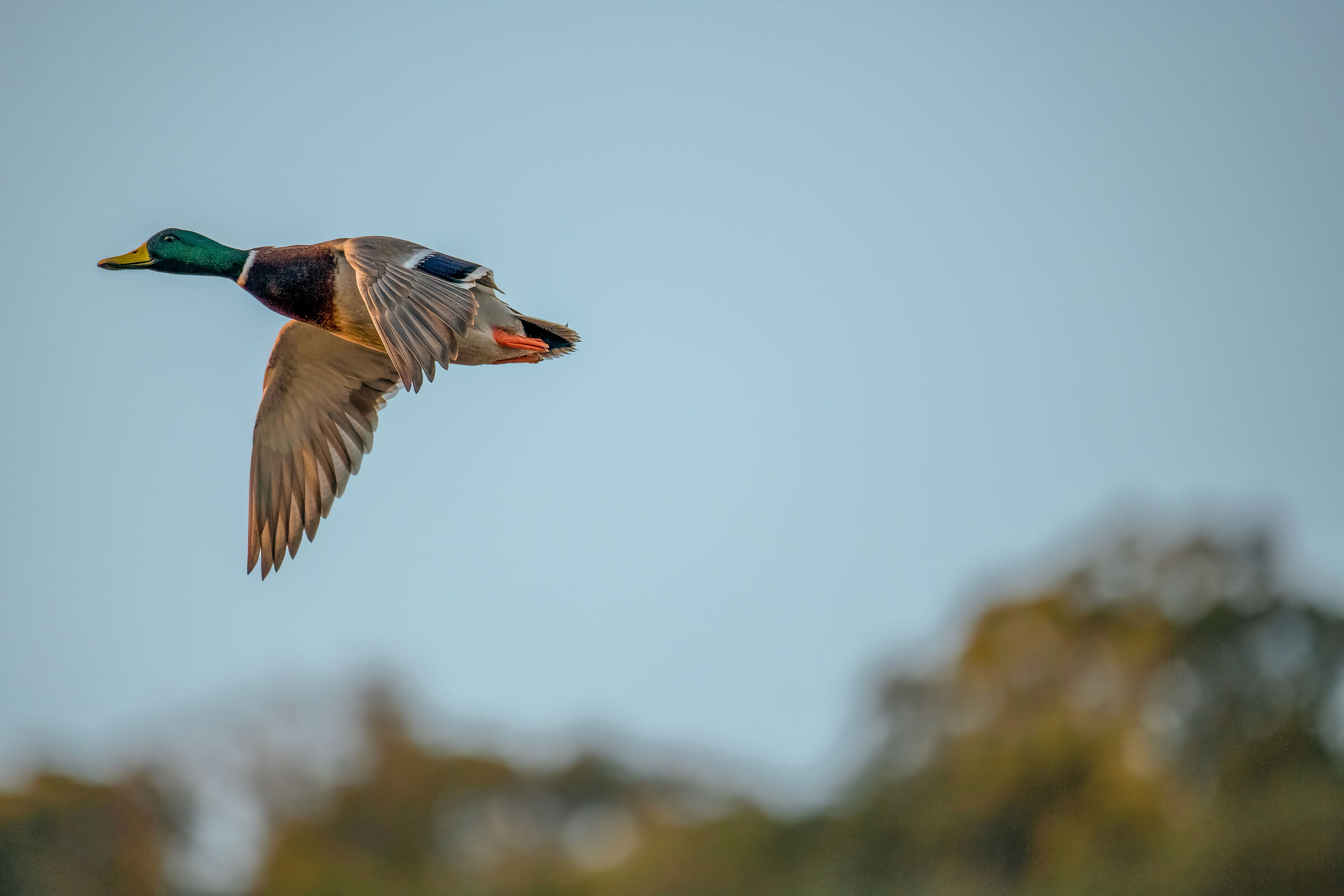 Germanus in flight
