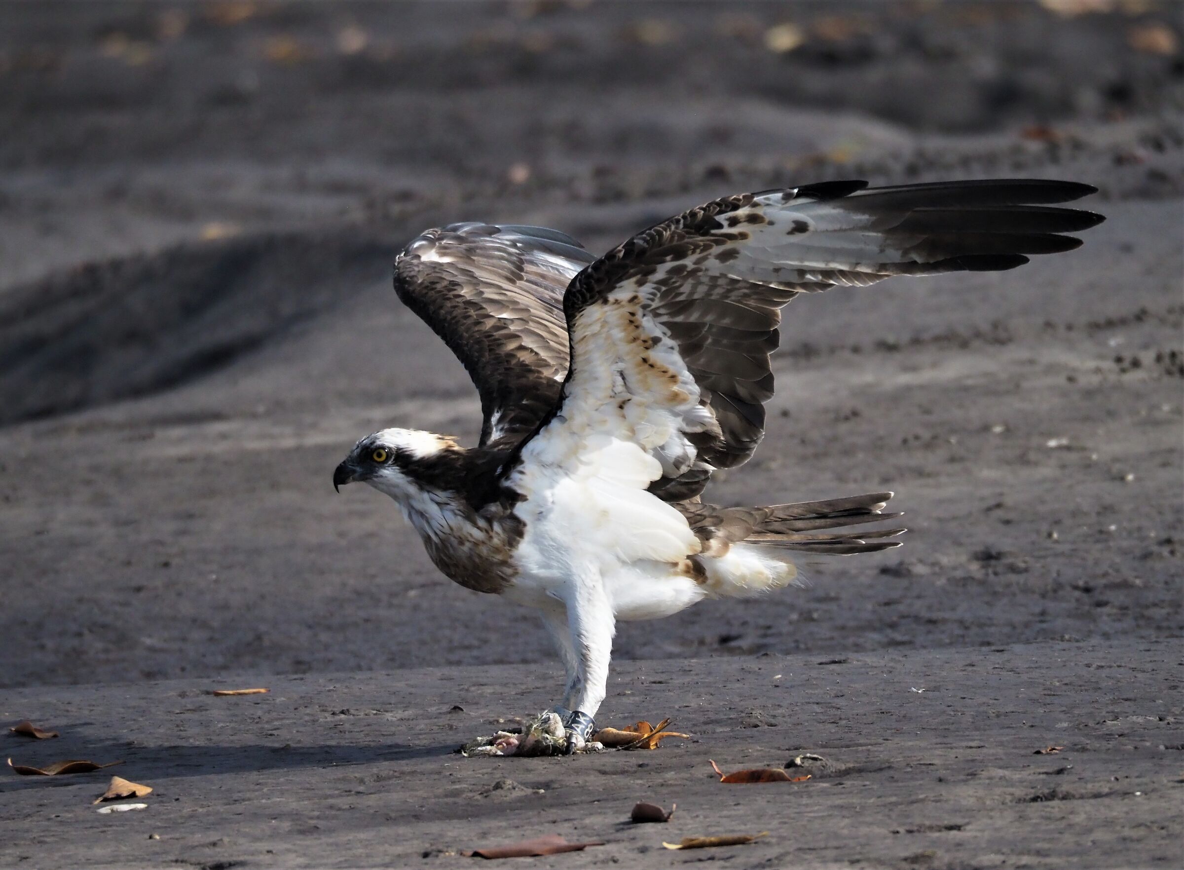 osprey