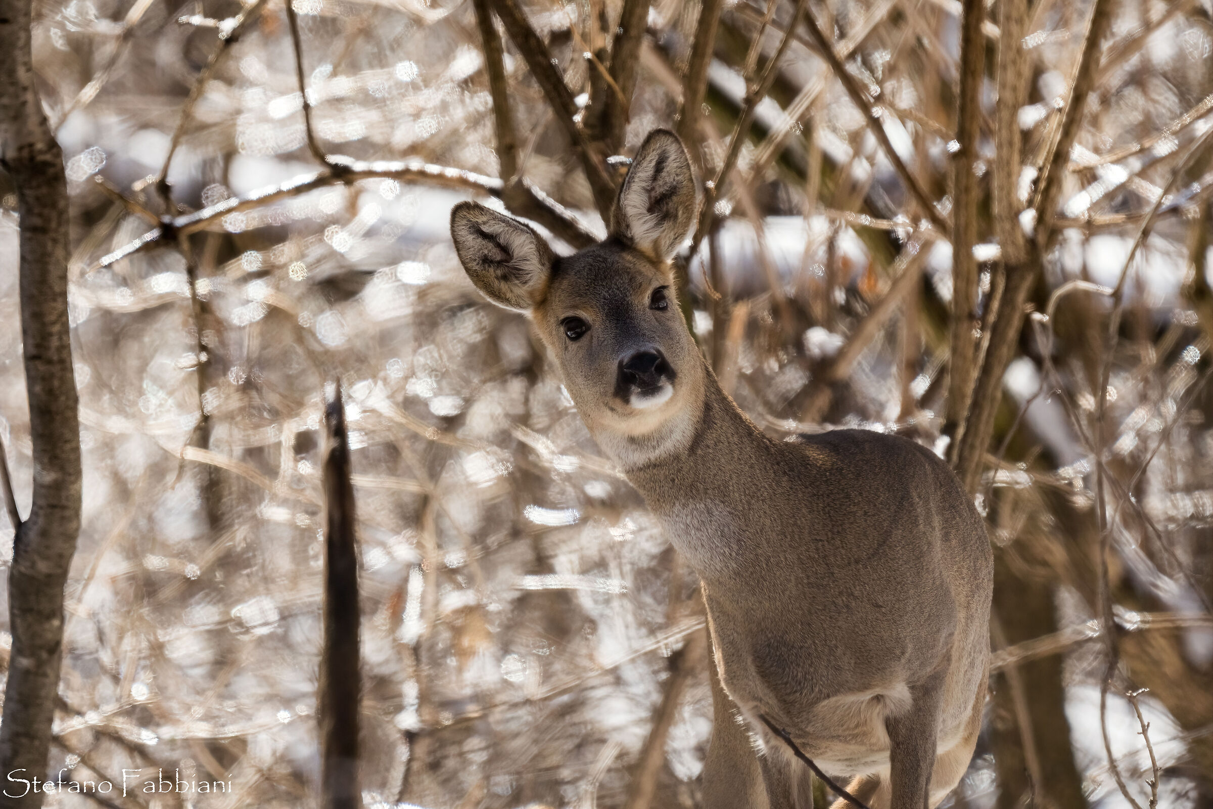 Roe deer in the snow 2