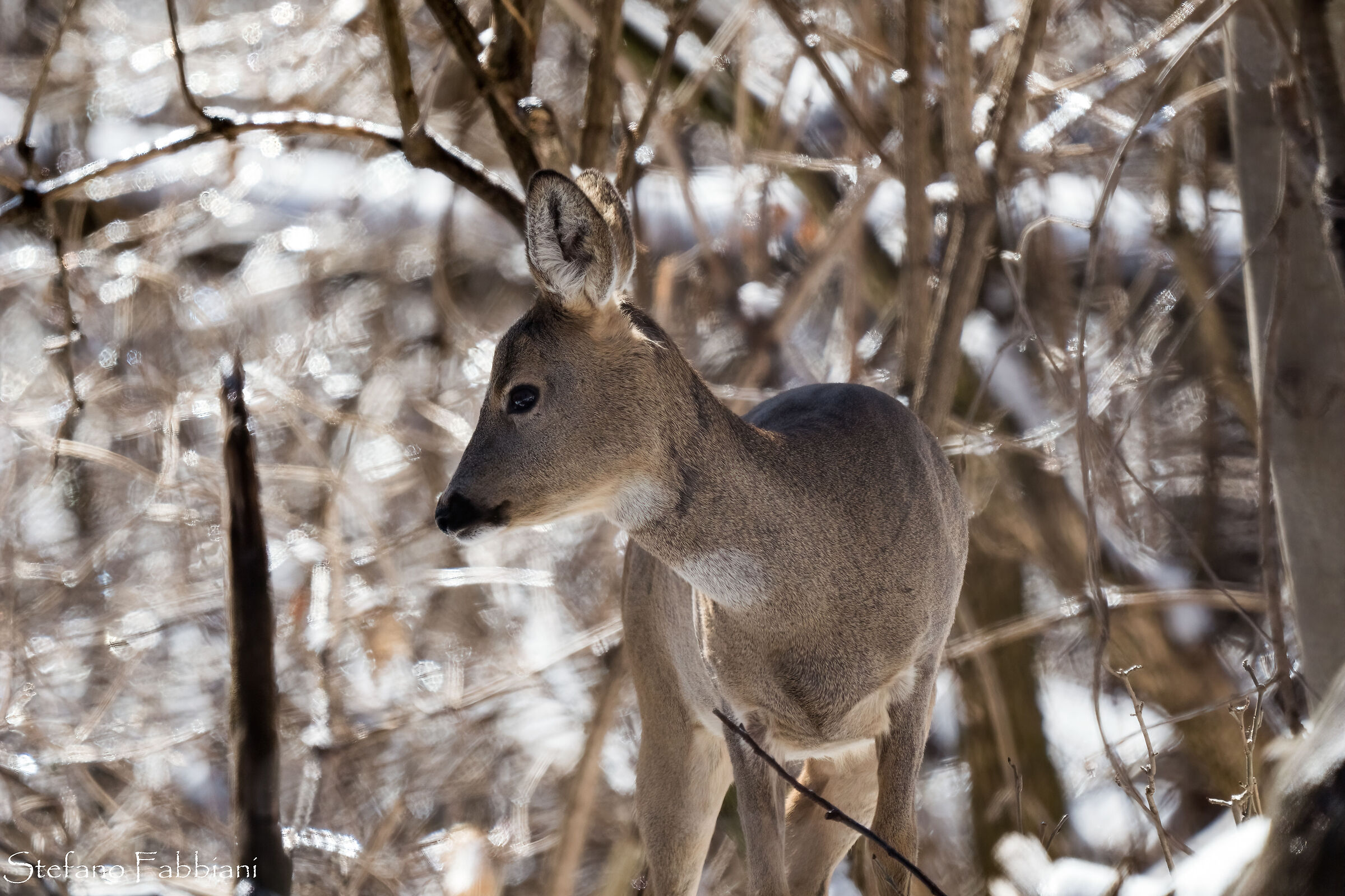Roe deer in the snow 3