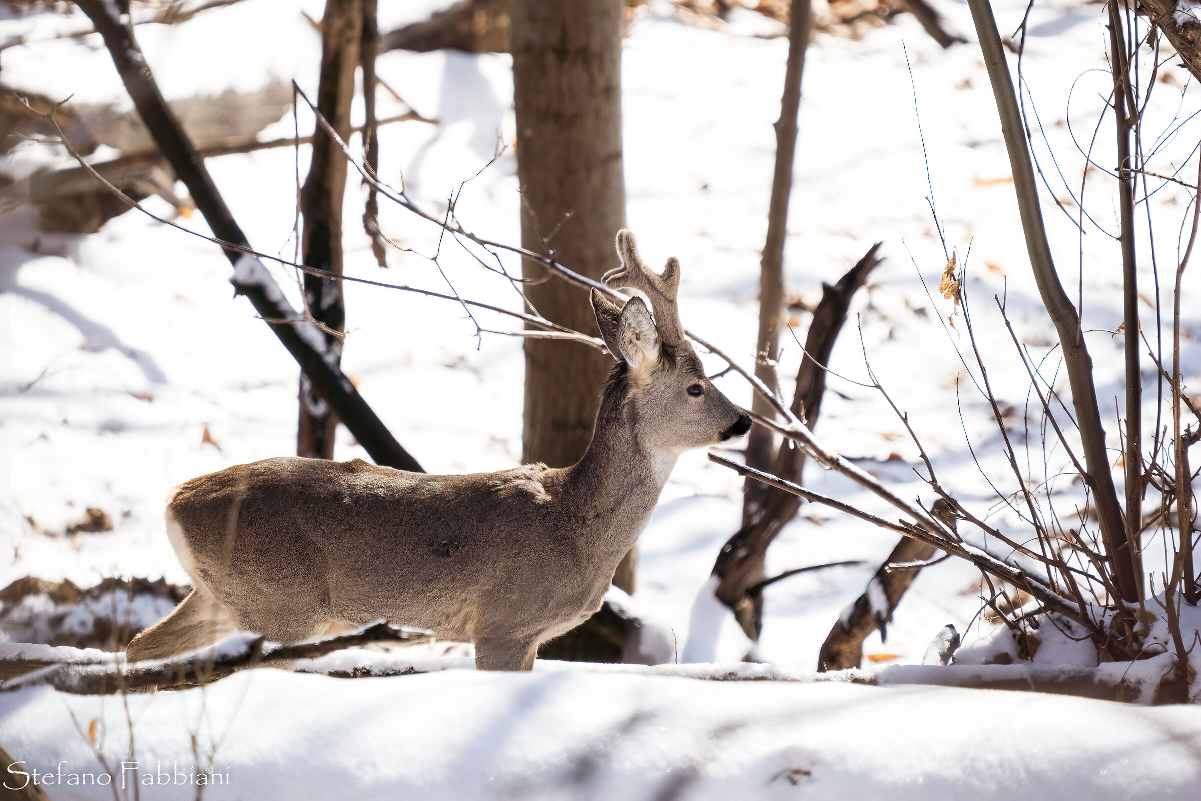 Roe deer in the snow 5