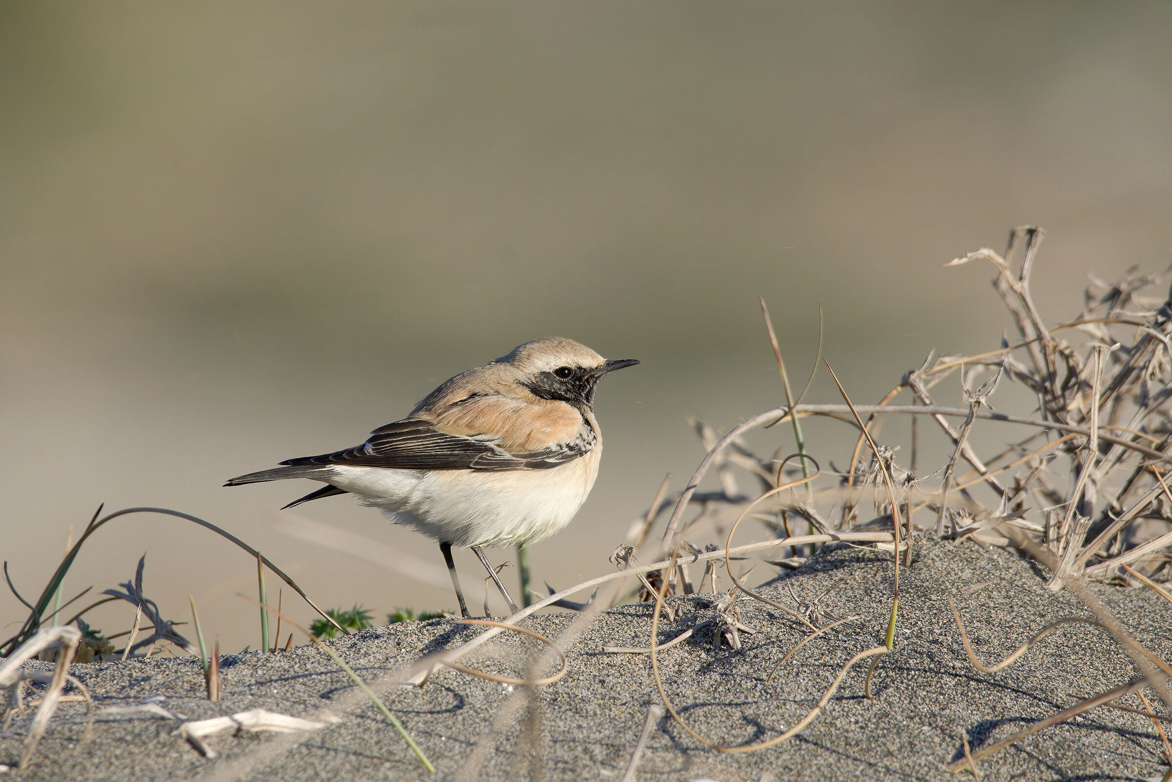 Monachella del deserto