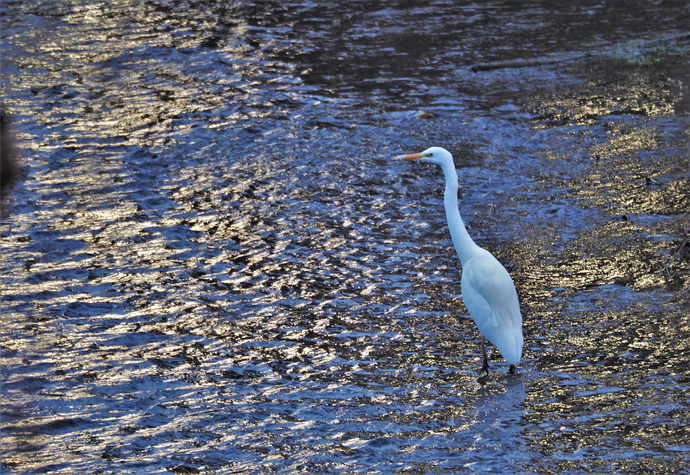 Greater white heron at sunset