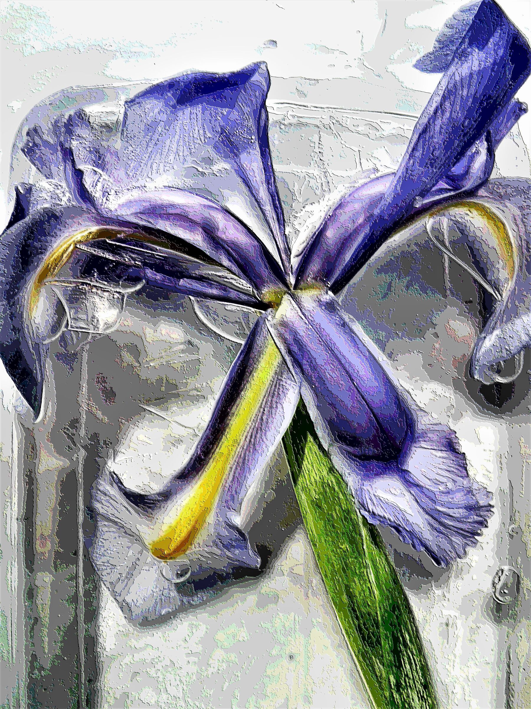 Iris nel ghiaccio -- Elab. --