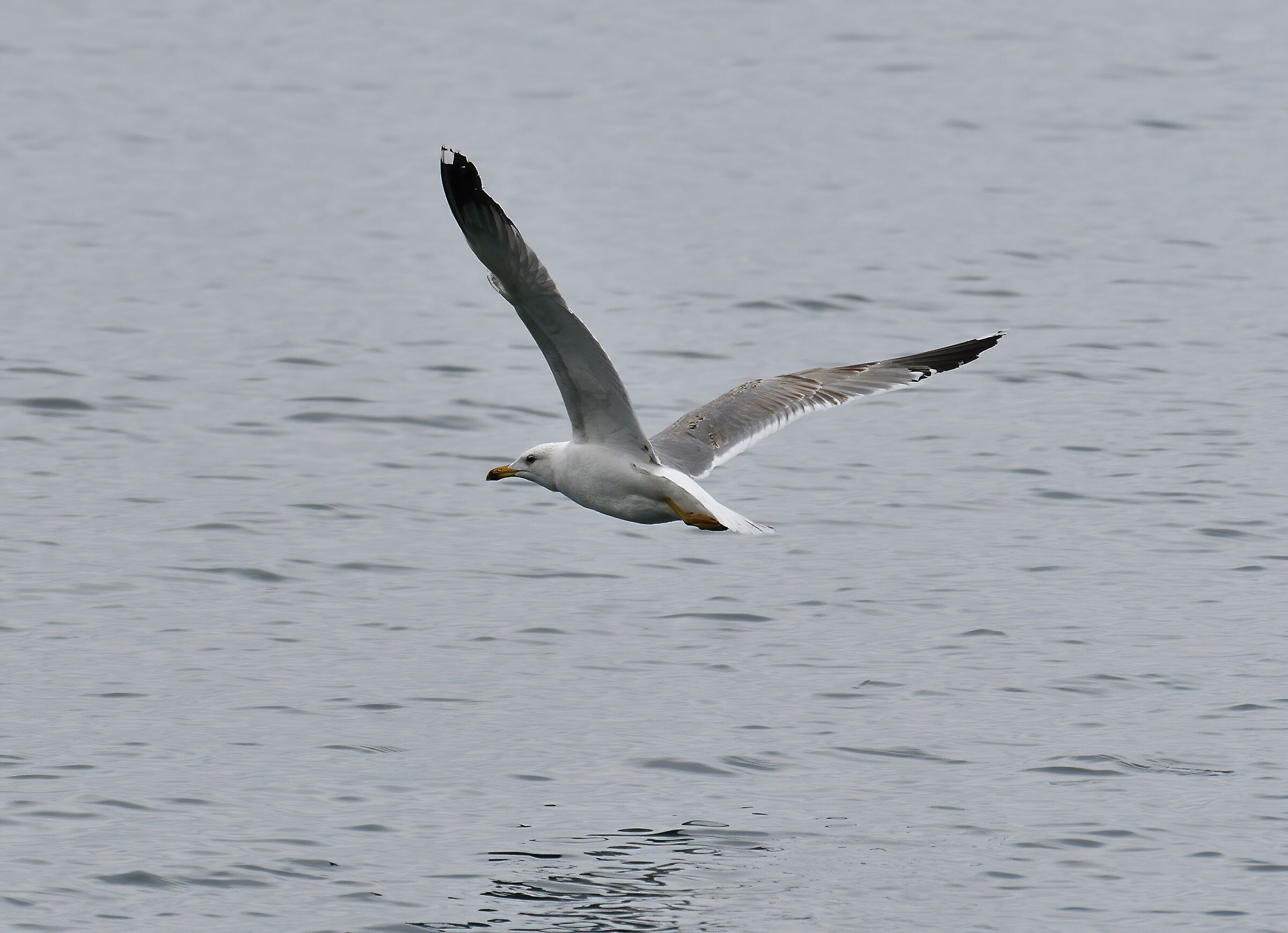 Flying over the water