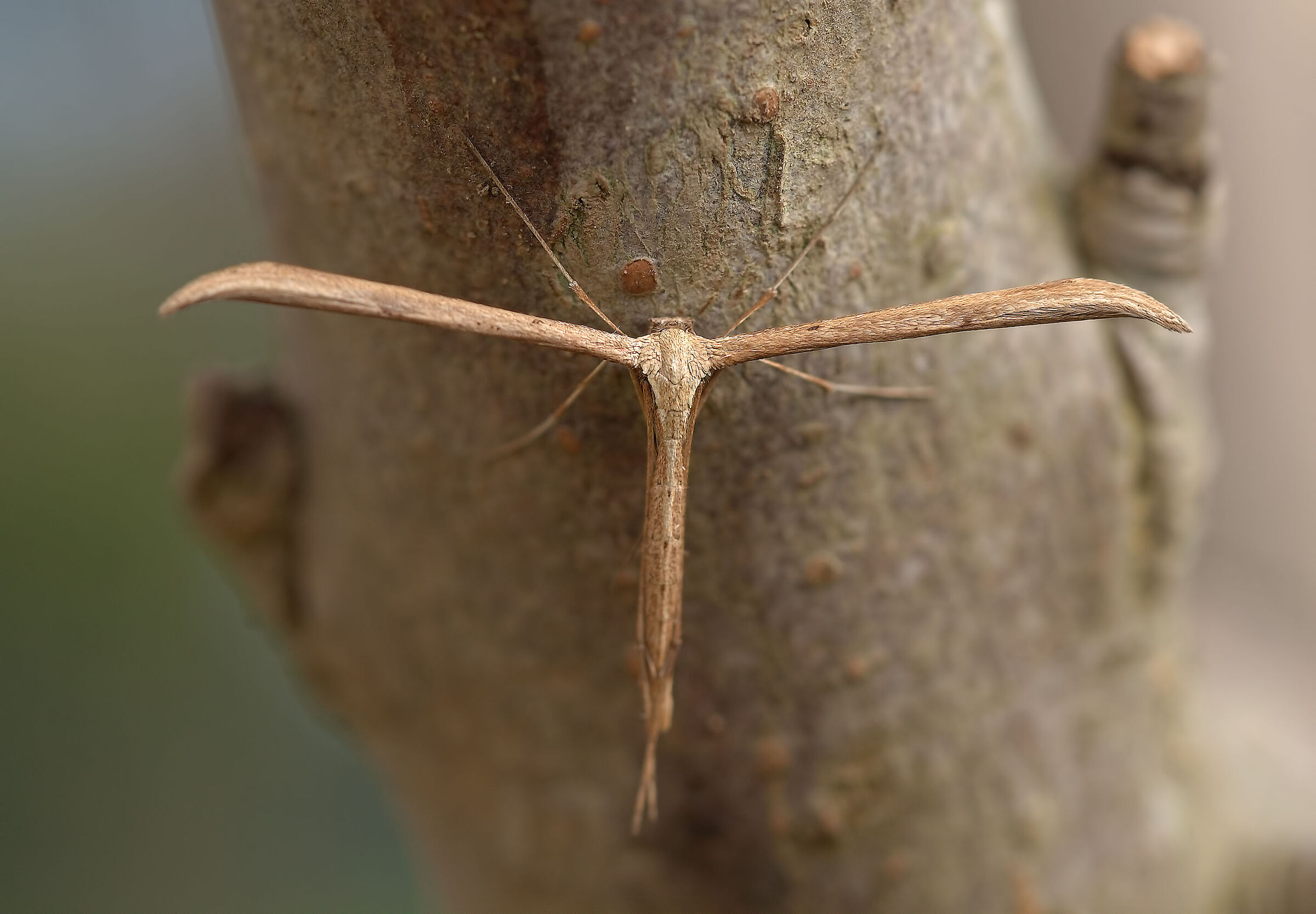 Emmelina monodactyla - Wikipedia