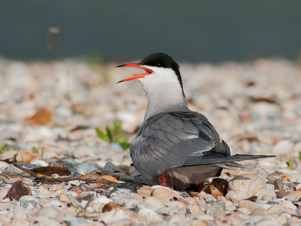 Common tern (Sterna hirundo).