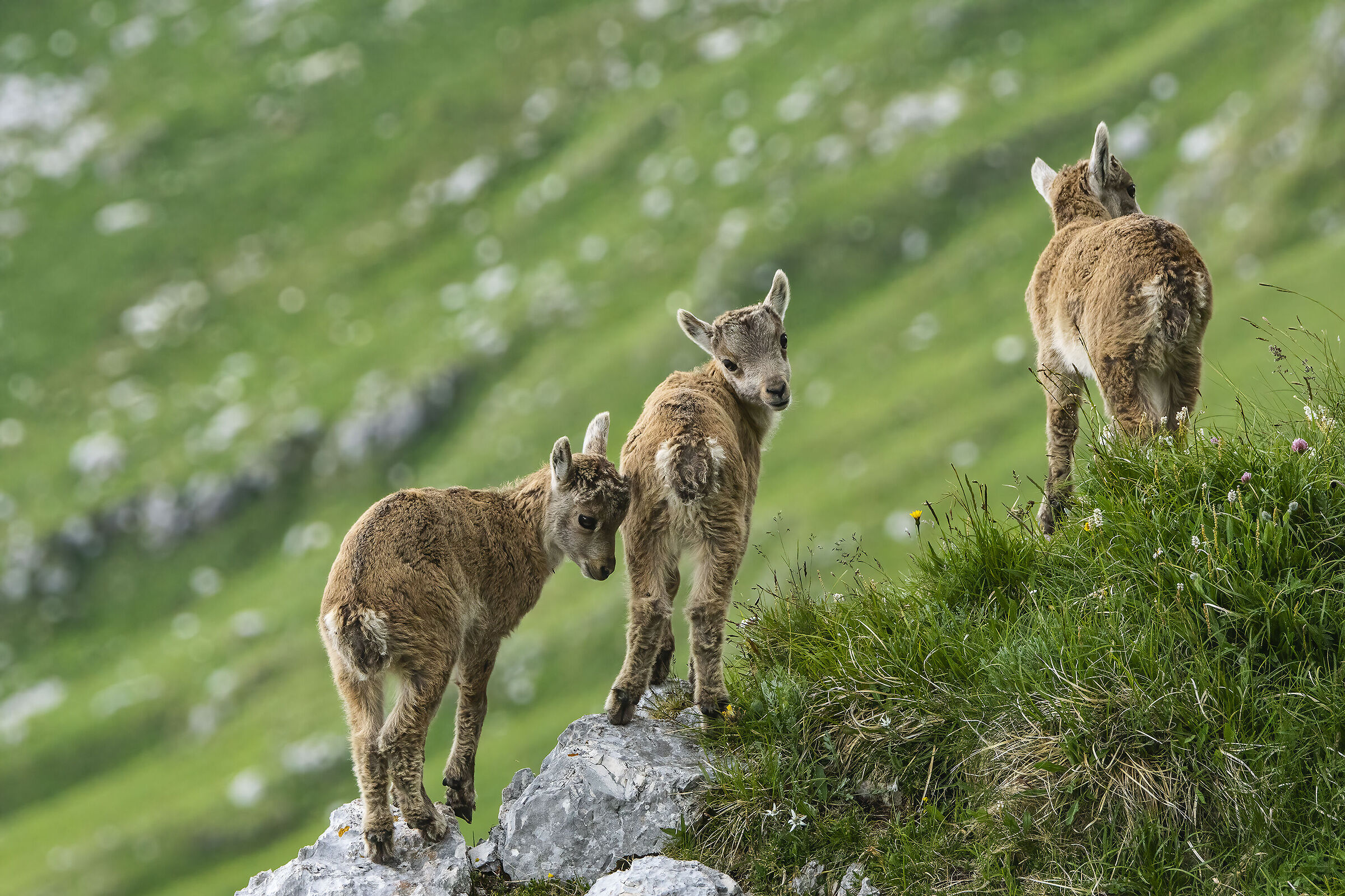 Trio of young ibexes, Julian Alps