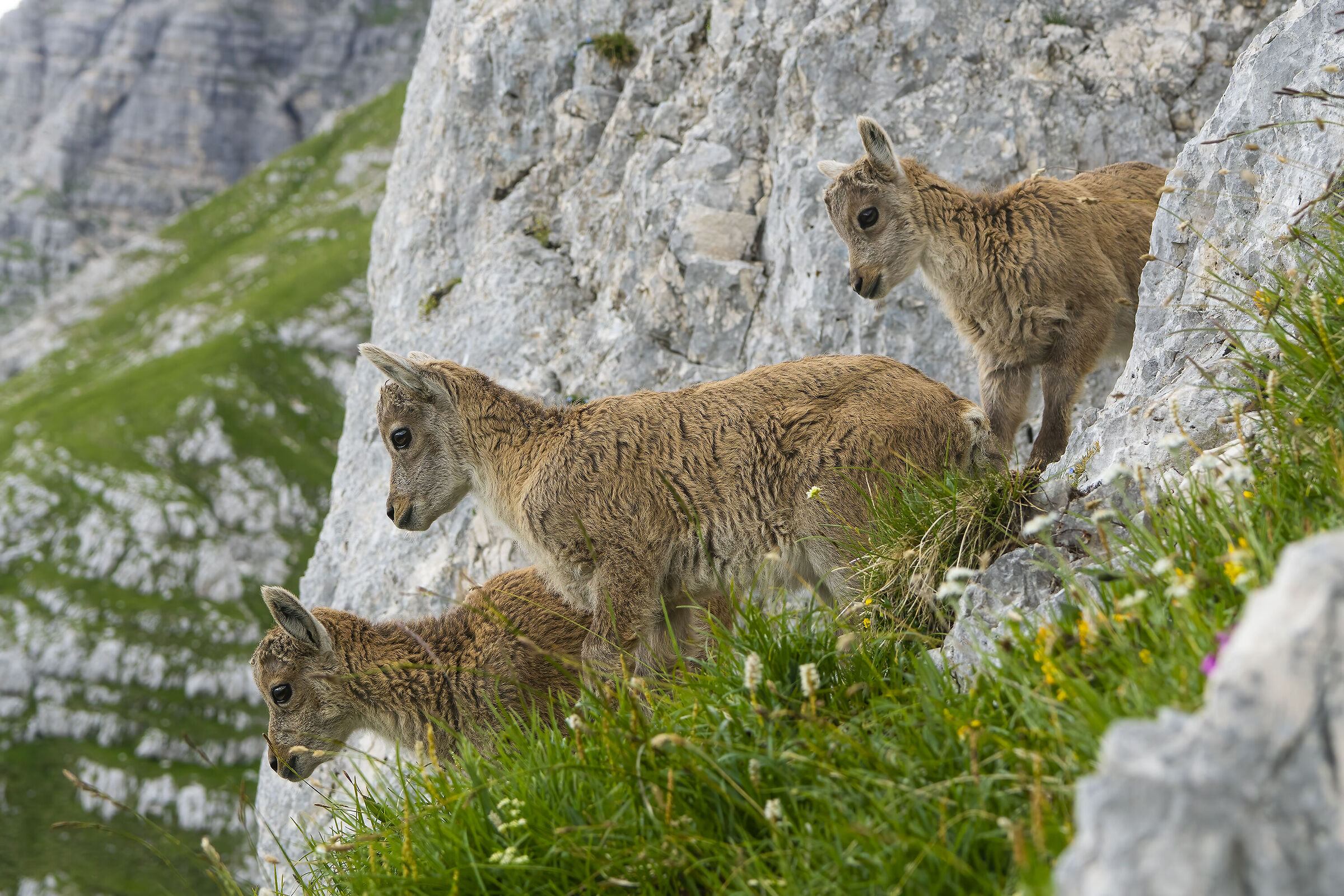 Hat-trick of young ibexes, Julian Alps
