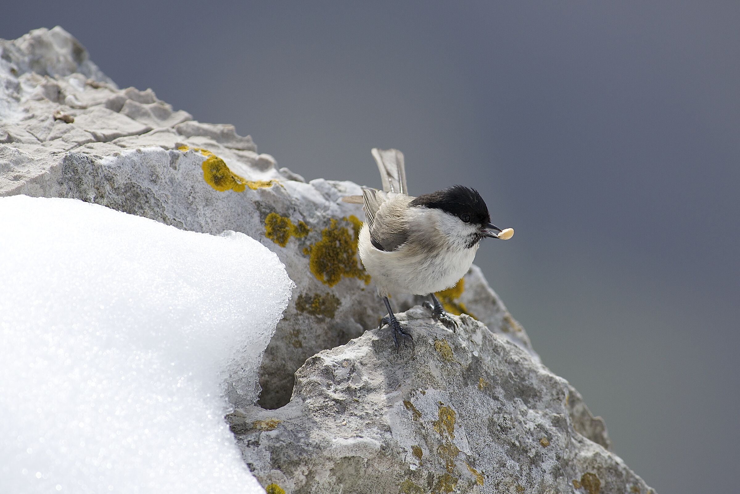 cincia bigia alpestre