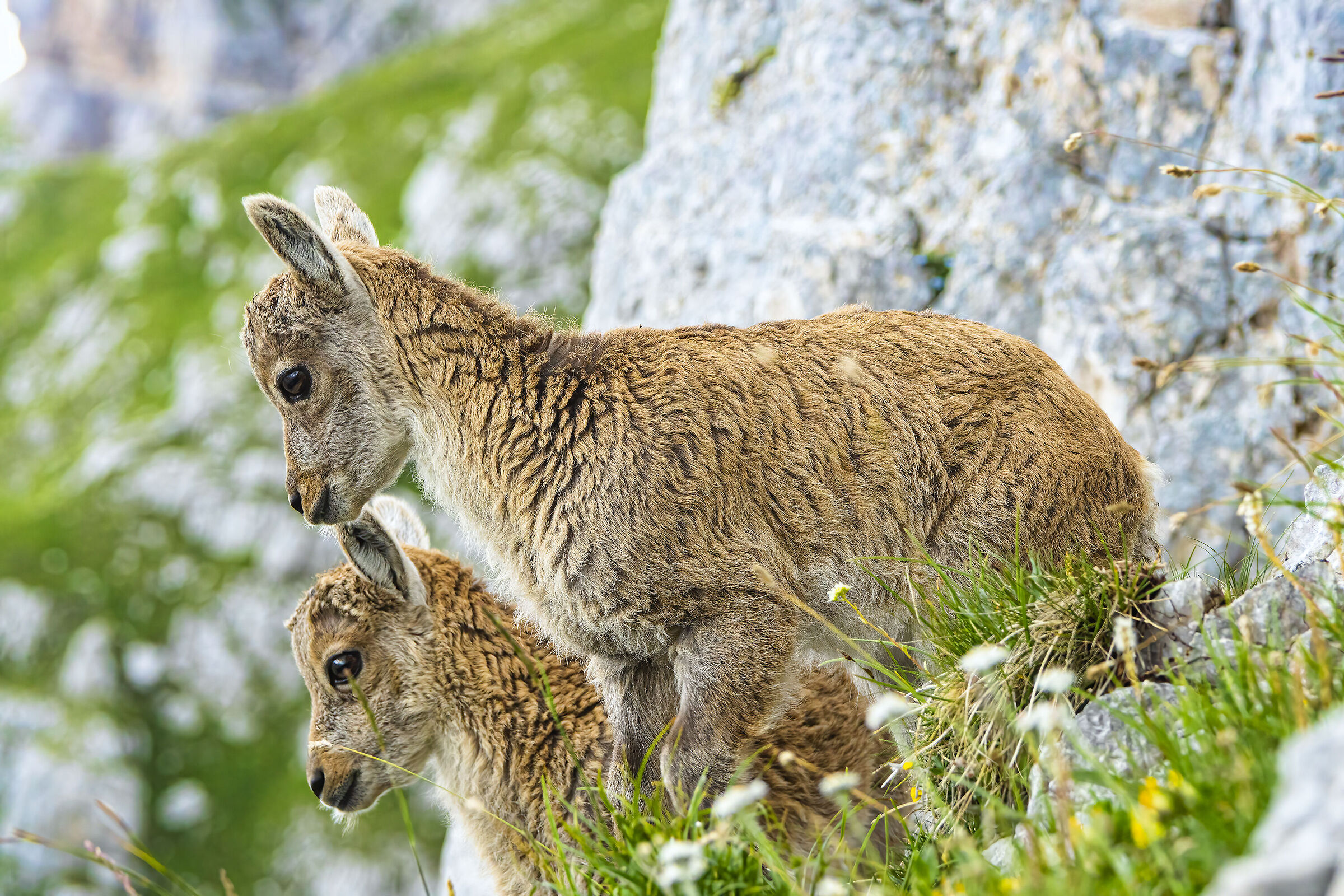 Couple of young ibexes, Julian Alps
