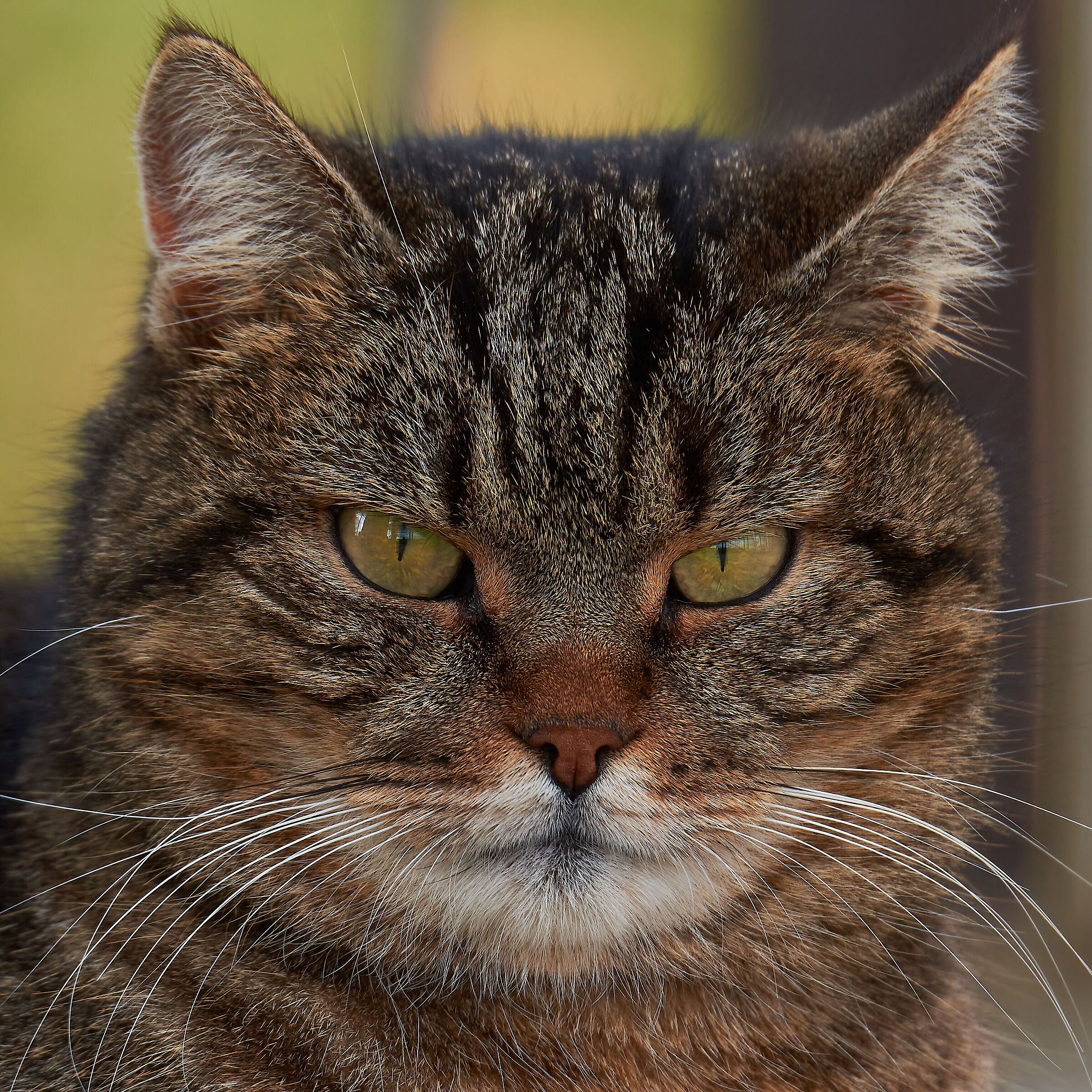 The Ras of the Courtyard