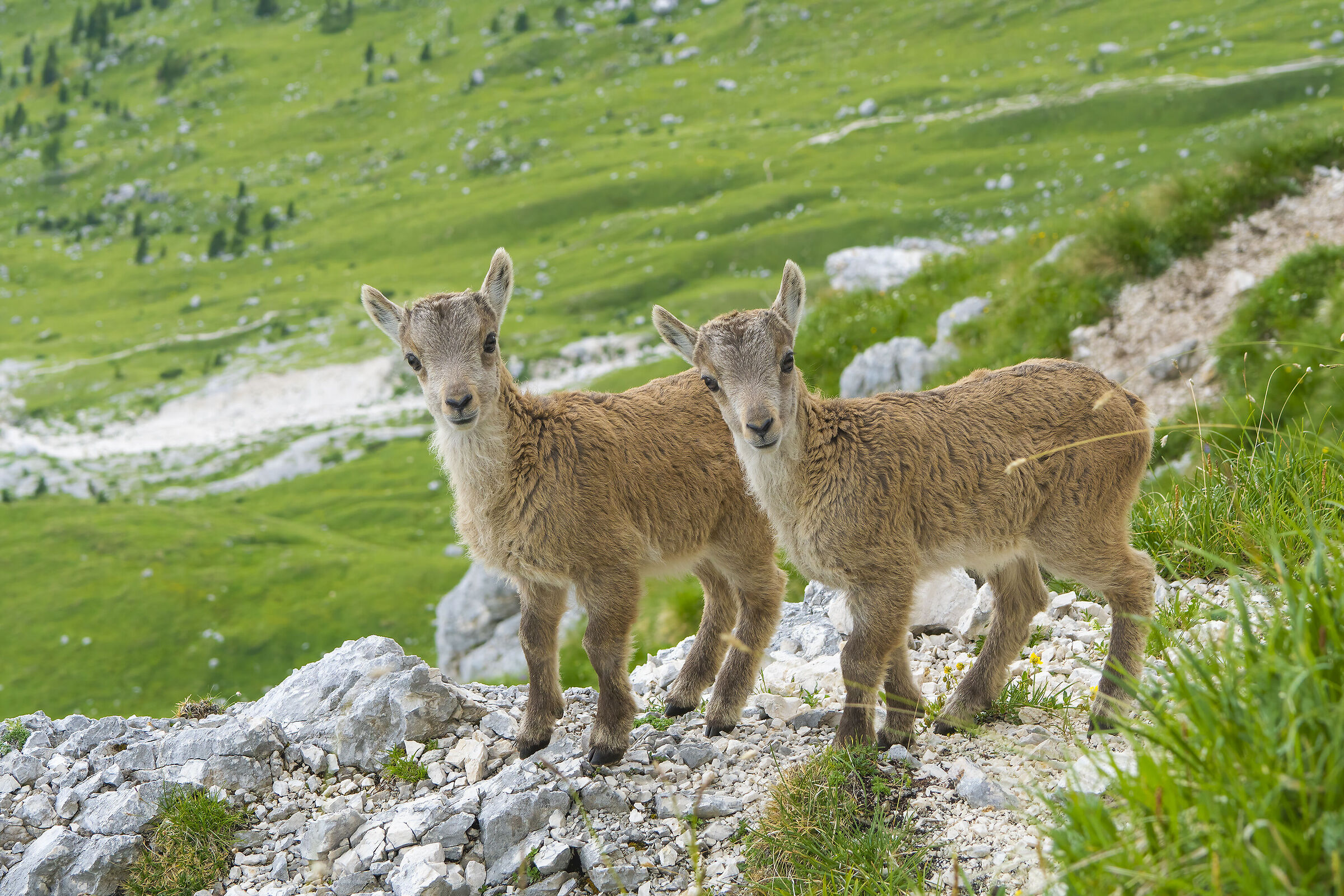 Couple of young ibexes, Julian Alps