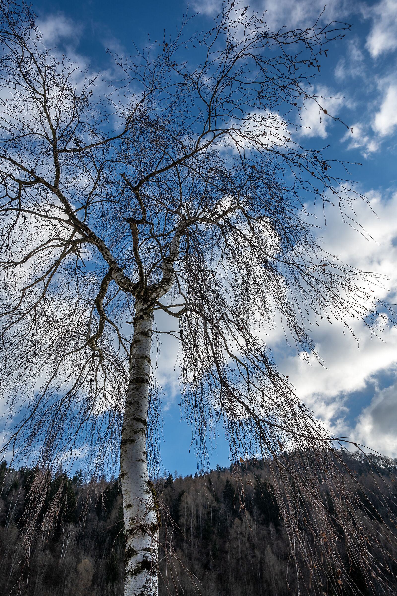 Aspettando la primavera