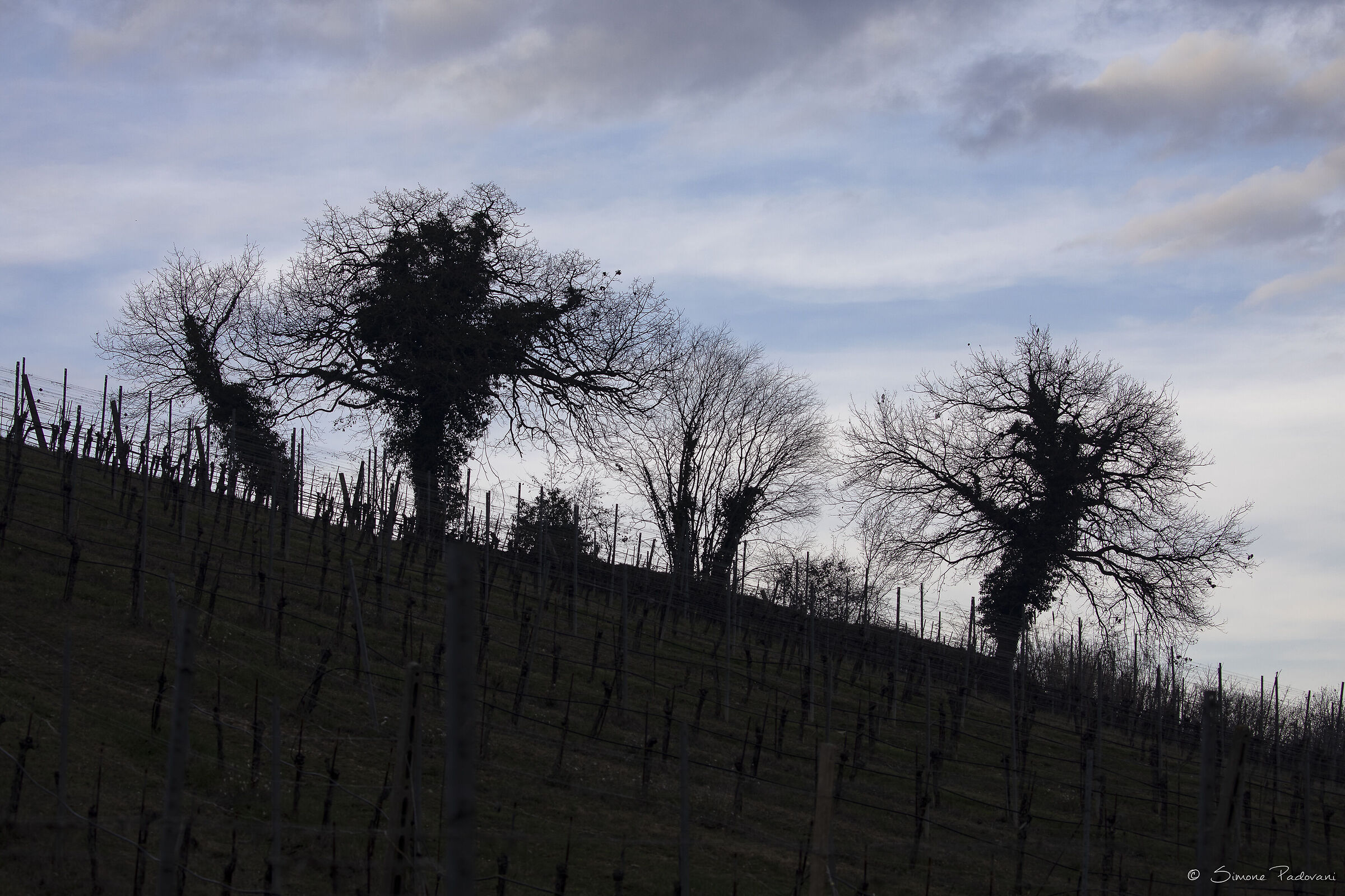 Querce