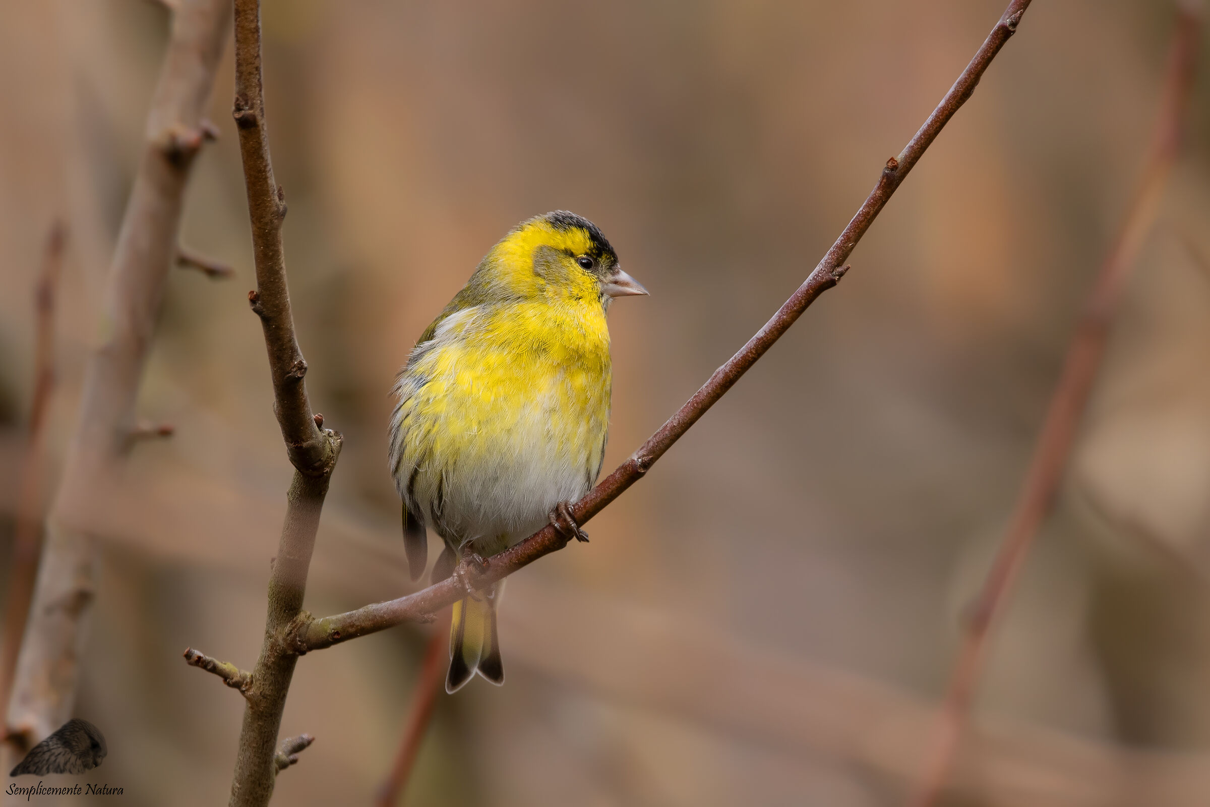 Lucherin (Spinus spinus)