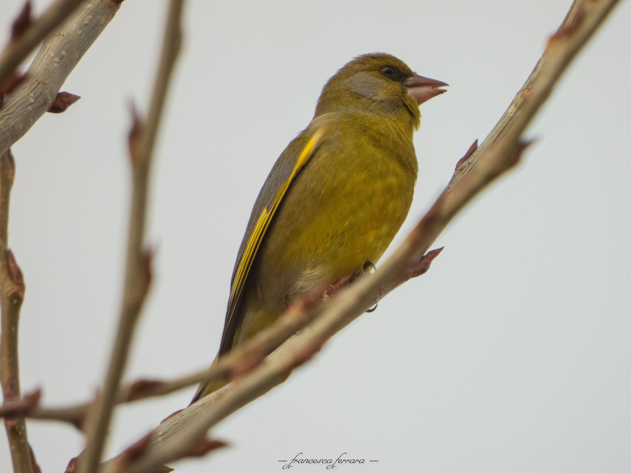 Verdone (Chloris Chloris)_2