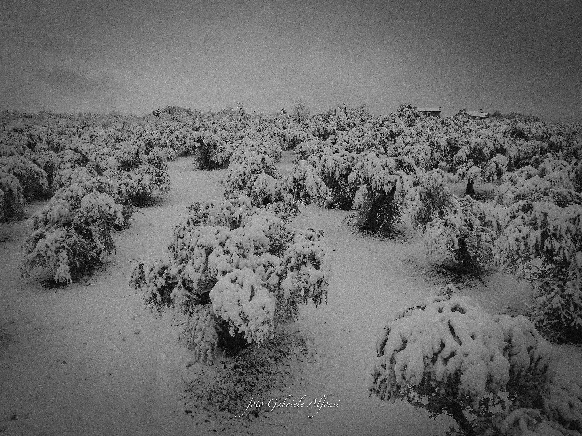 Uliveto sotto la neve