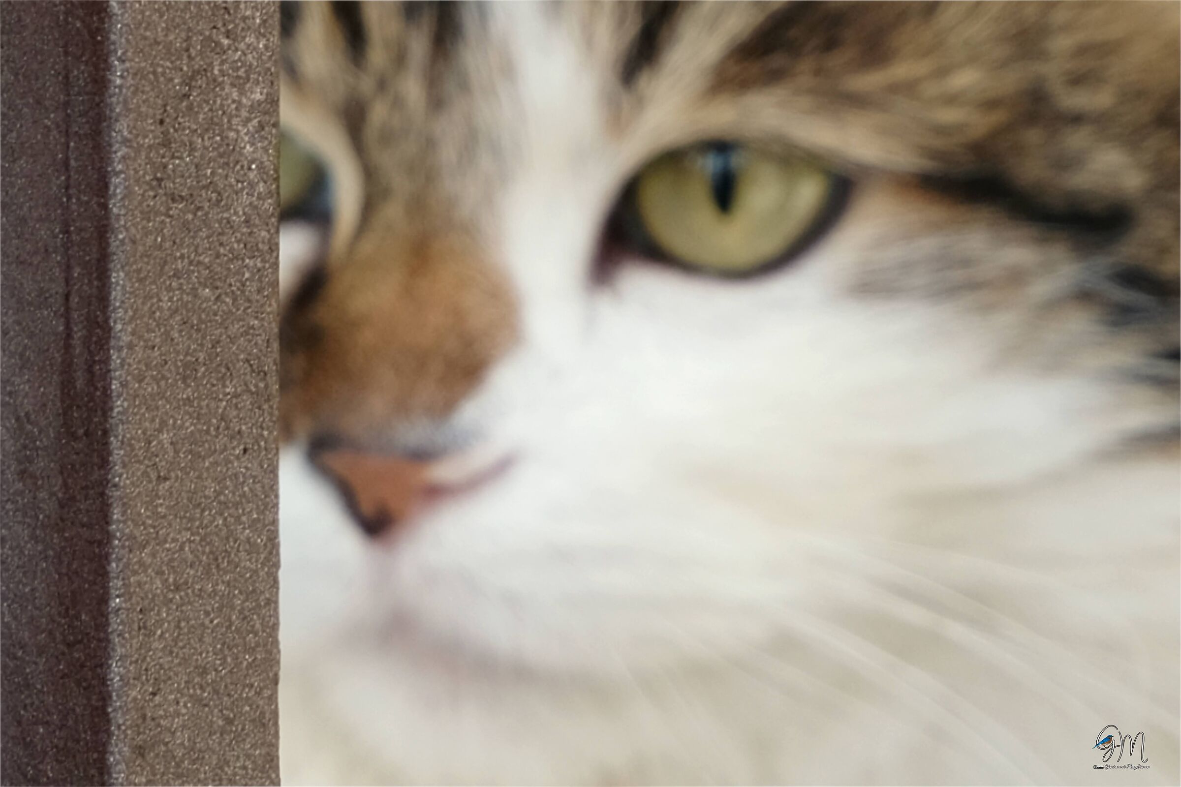 Gatto che si nasconde