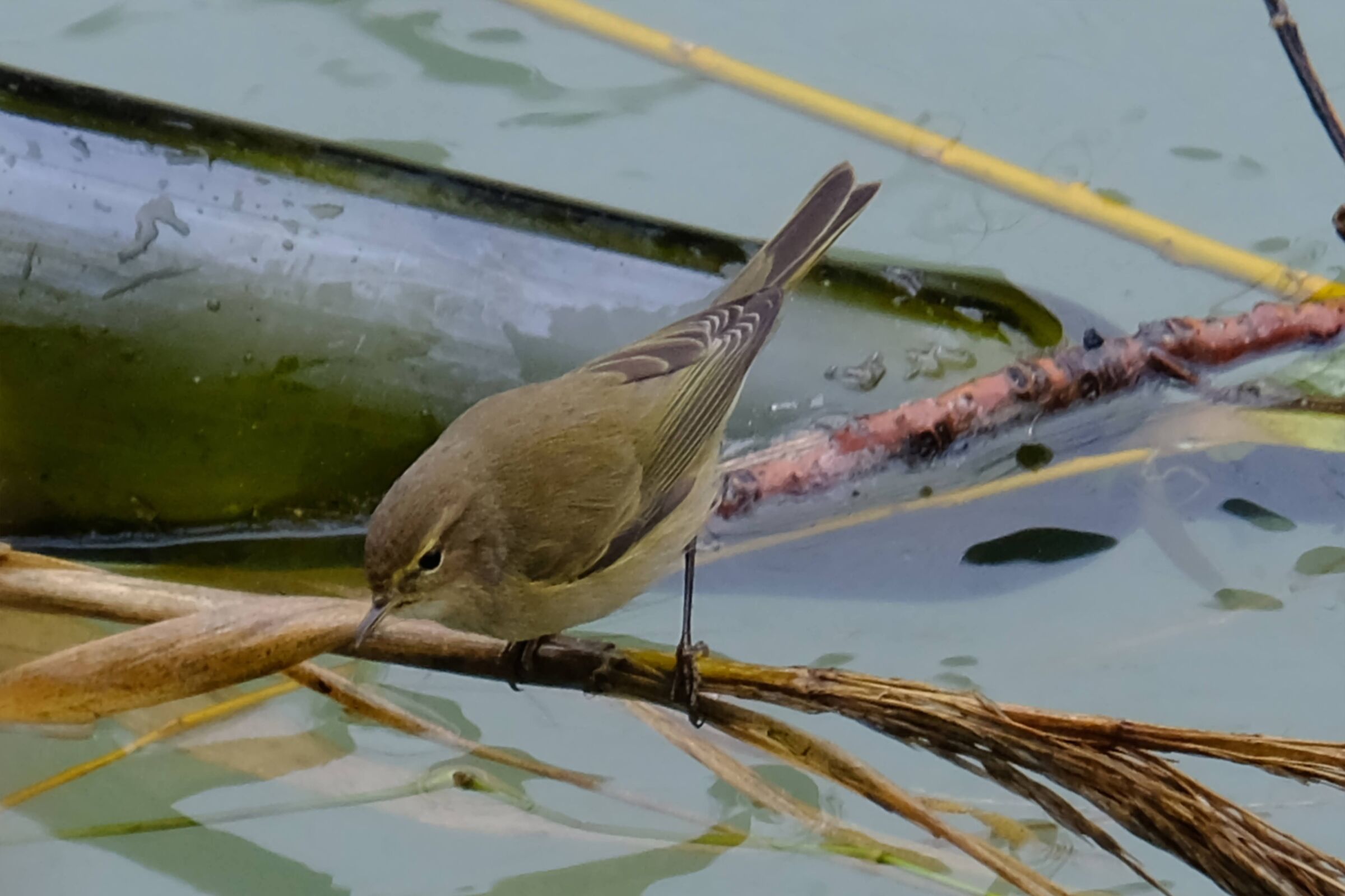 Luì Piccolo tra la natura contaminata ?