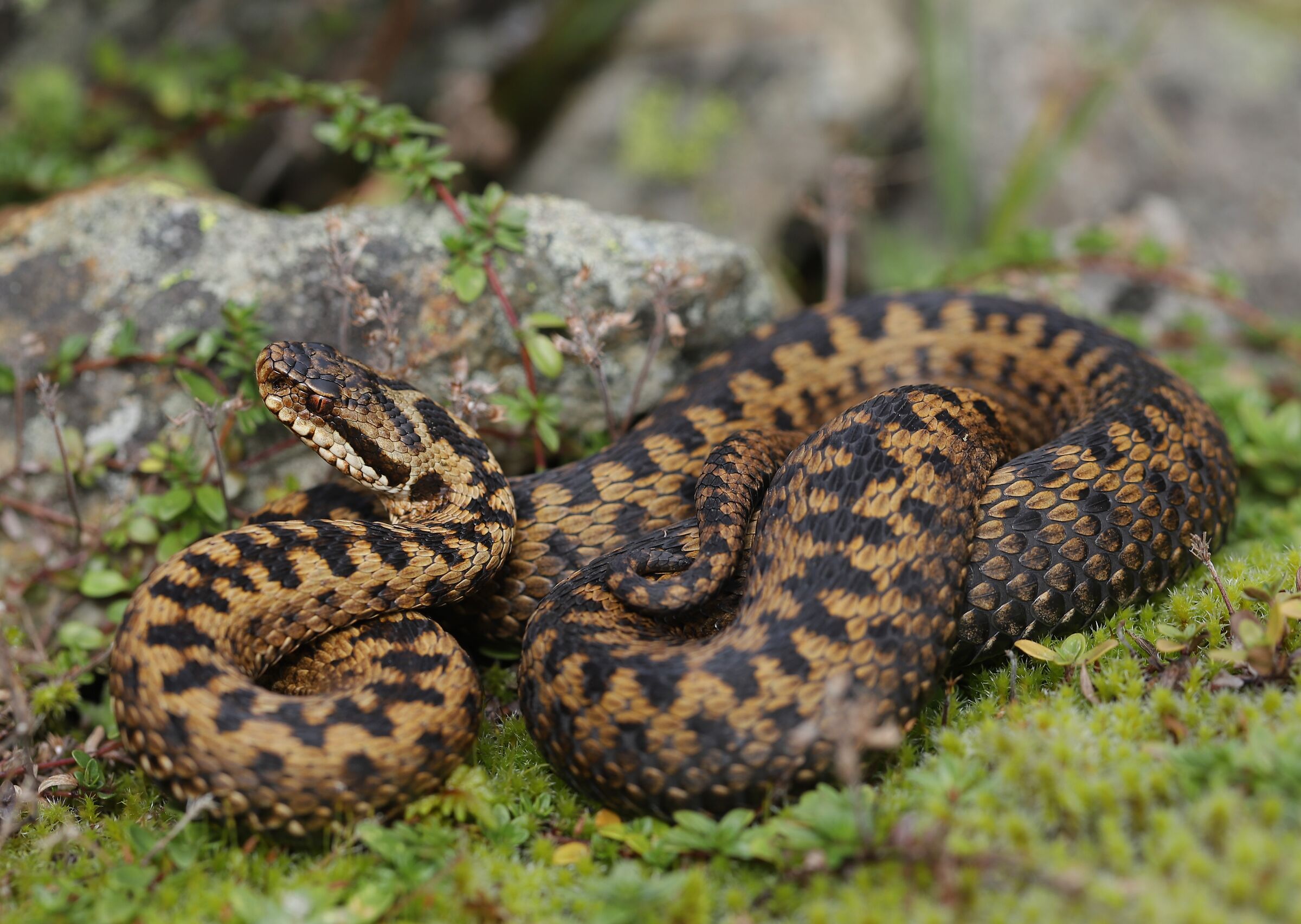 Vipera berus ssp. berus, femmina