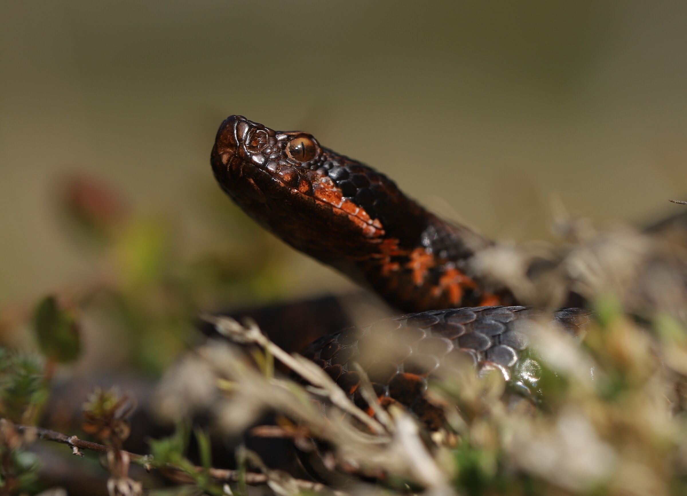 Vipera aspis aspis ex atra, femmina