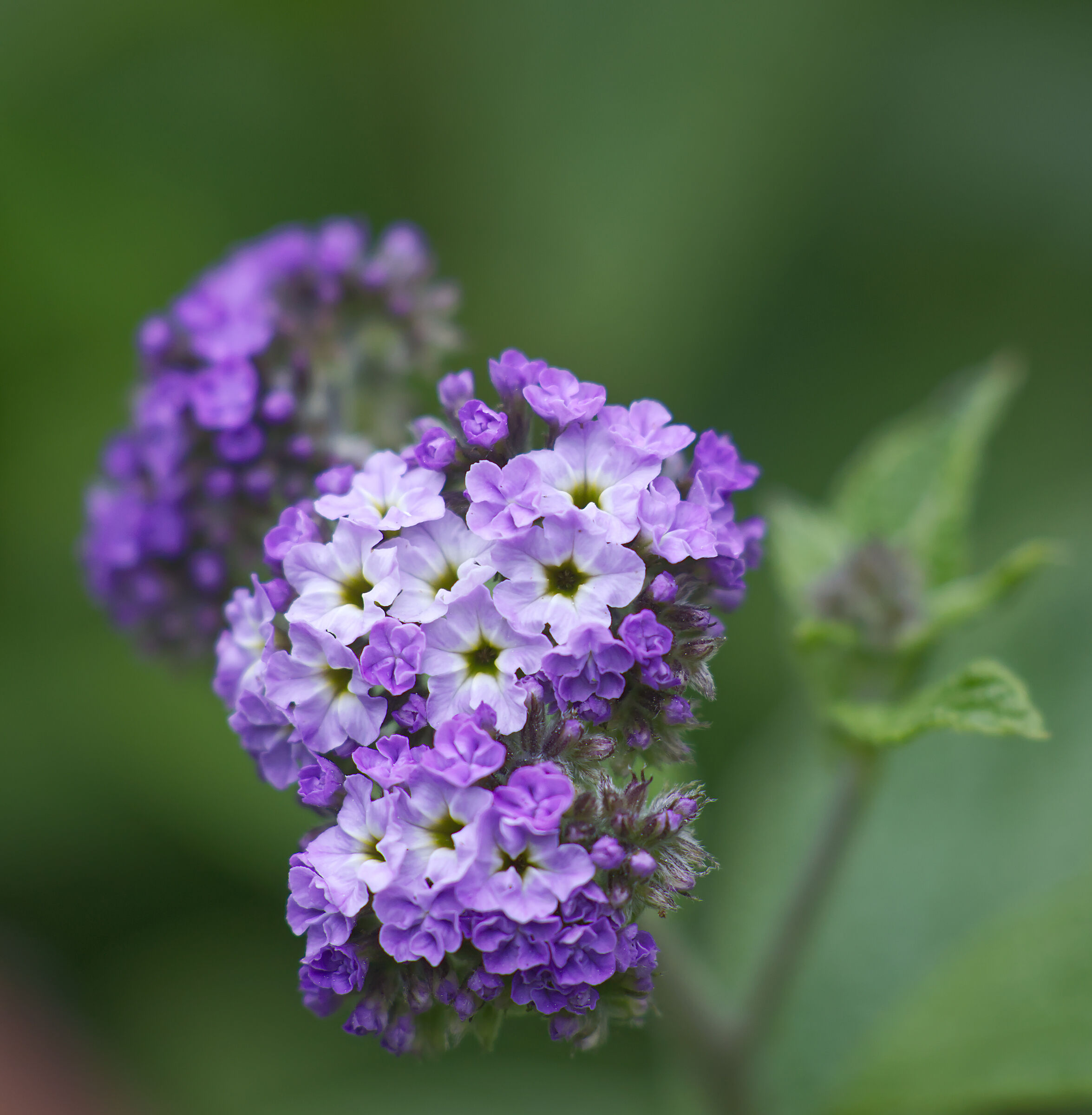 È così che gli umani hanno avuto l'idea di...