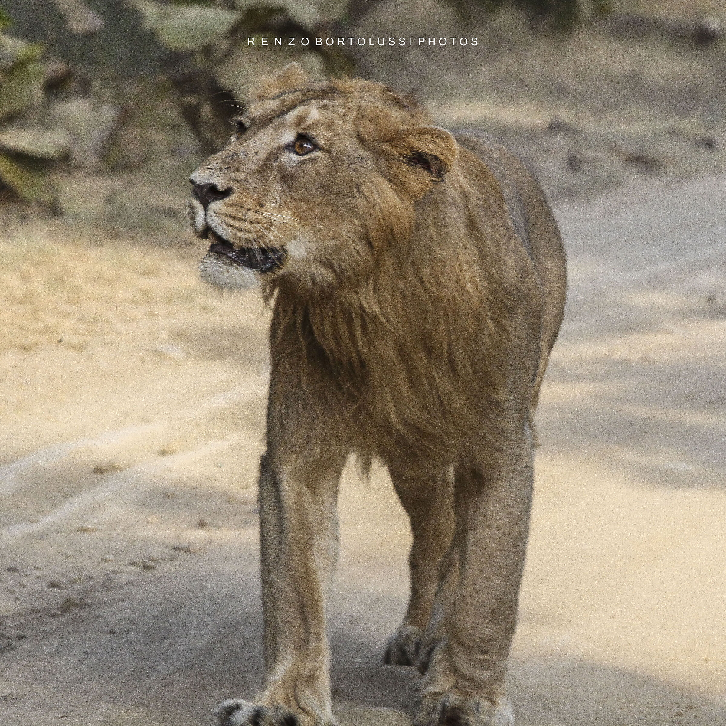 Leone asiatico (Panthera leo persica)
